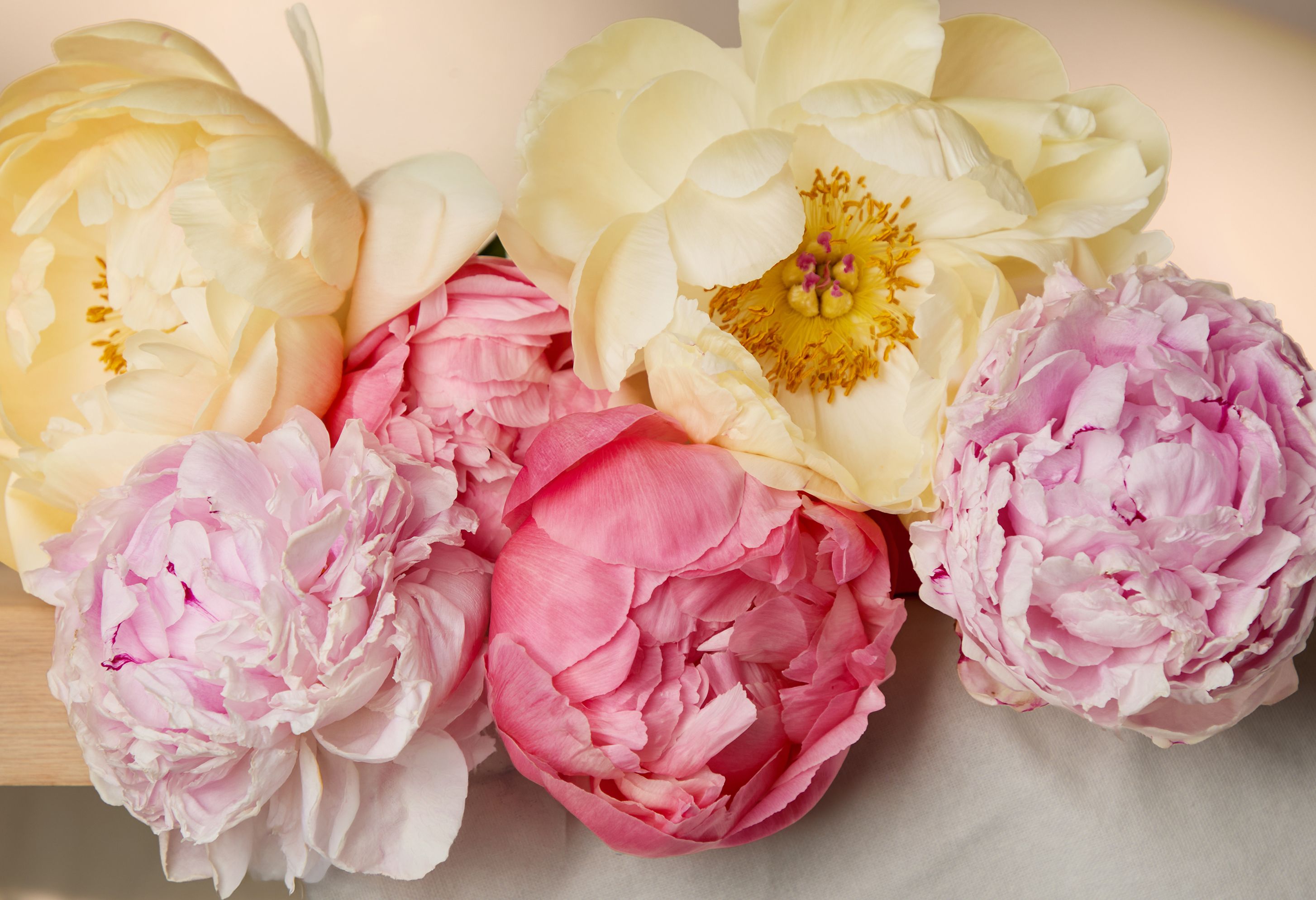 Desktop1_pink peonies detail full frame.jpg
