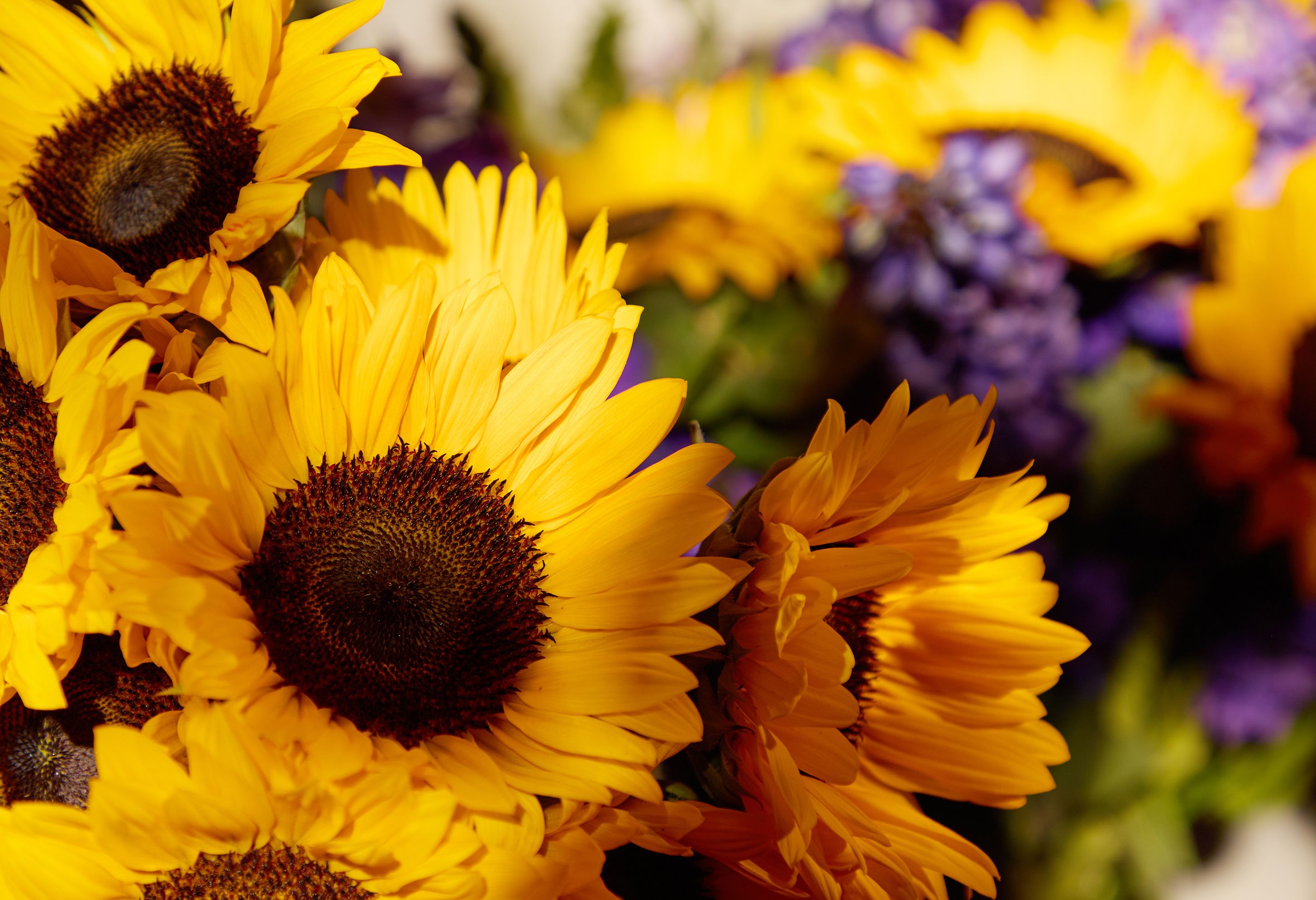 Desktop_Web_Banners 10.jpg