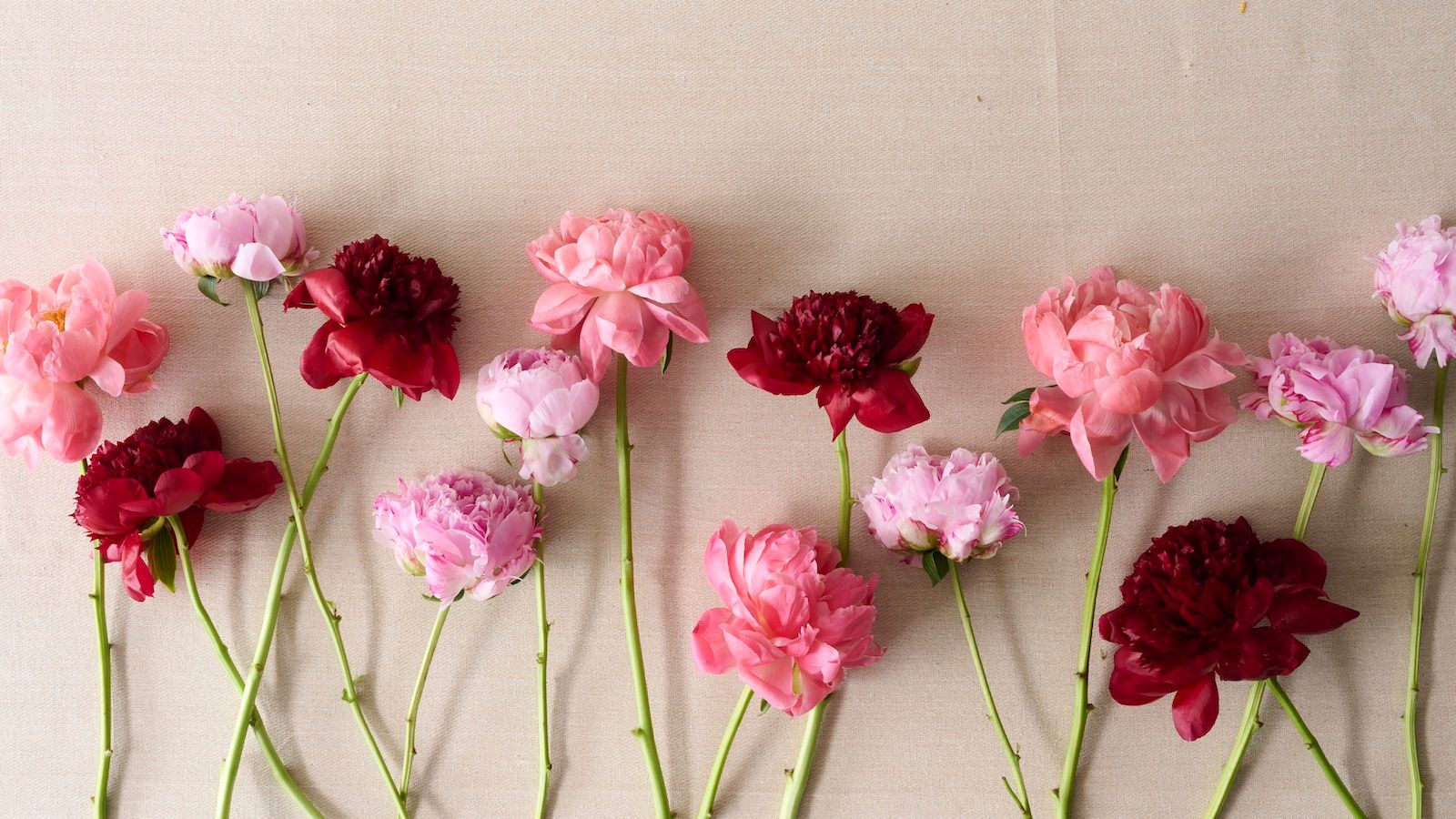 An aerial shot of pink, red and coral peonies laid on a linen backdrop