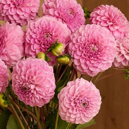 All About Dahlias: Symbolism And Colour Meanings | Arena Flowers