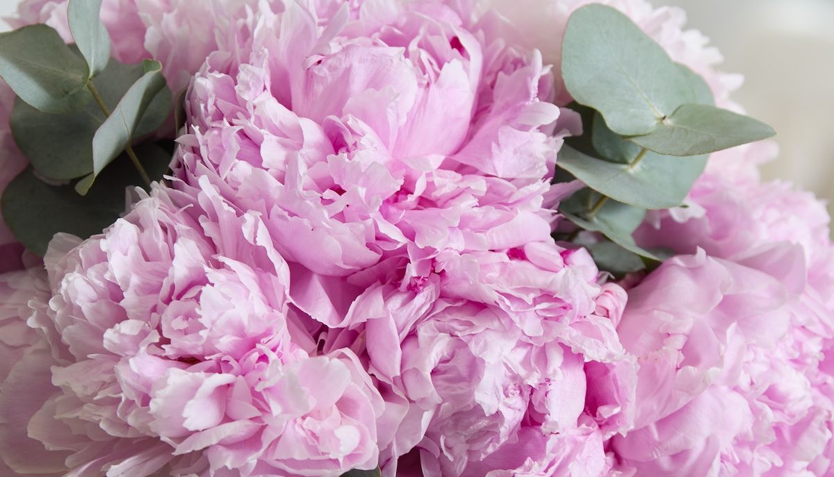 A close-up of pink 'Sarah Bernhardt' peonies