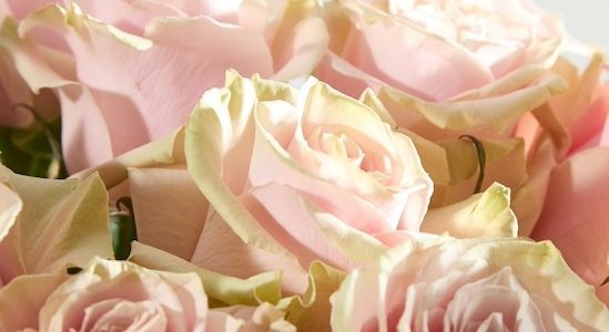 Rose_Blog_Header_60362f9a2d.jpg