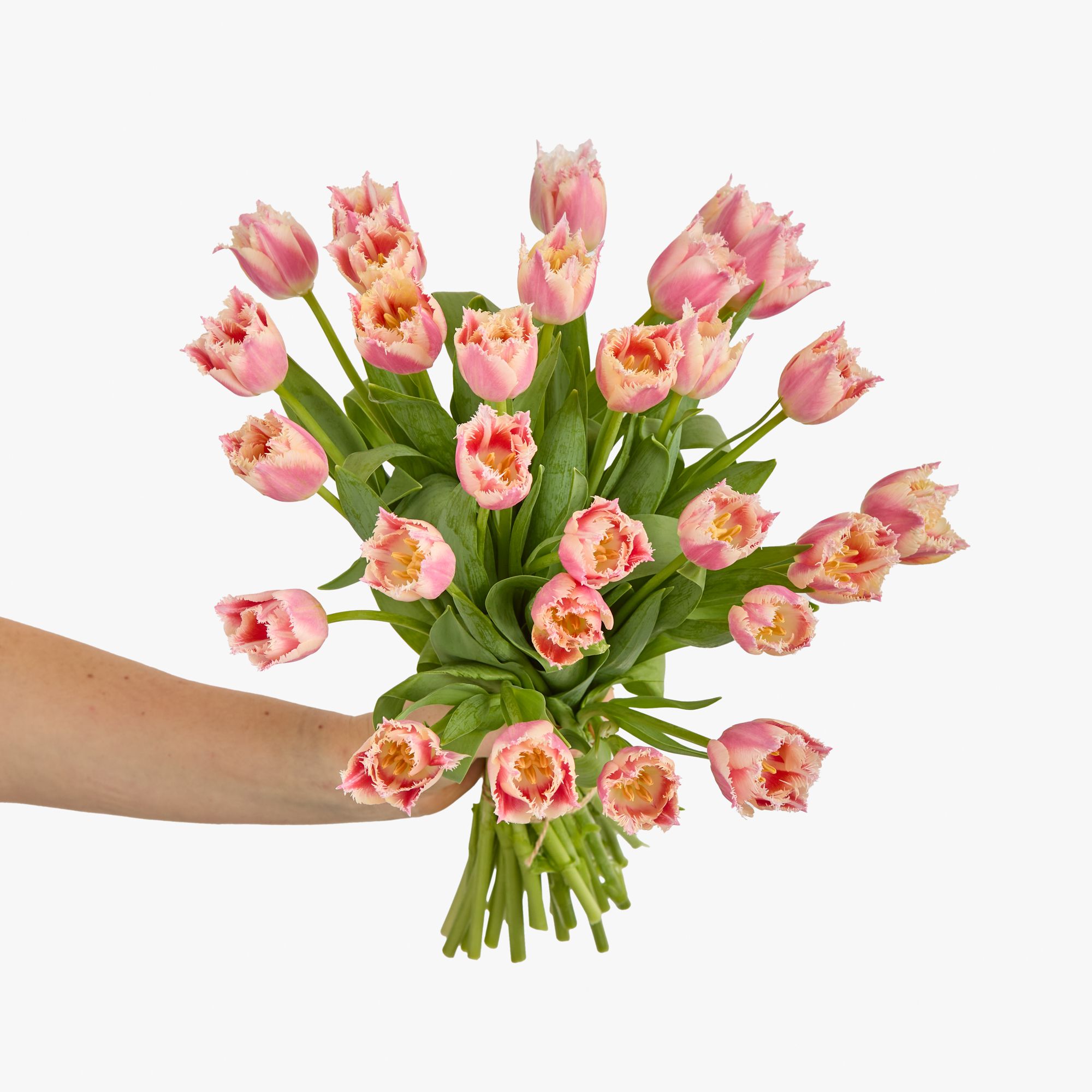 Pink fringed 'Belle Song' tulips