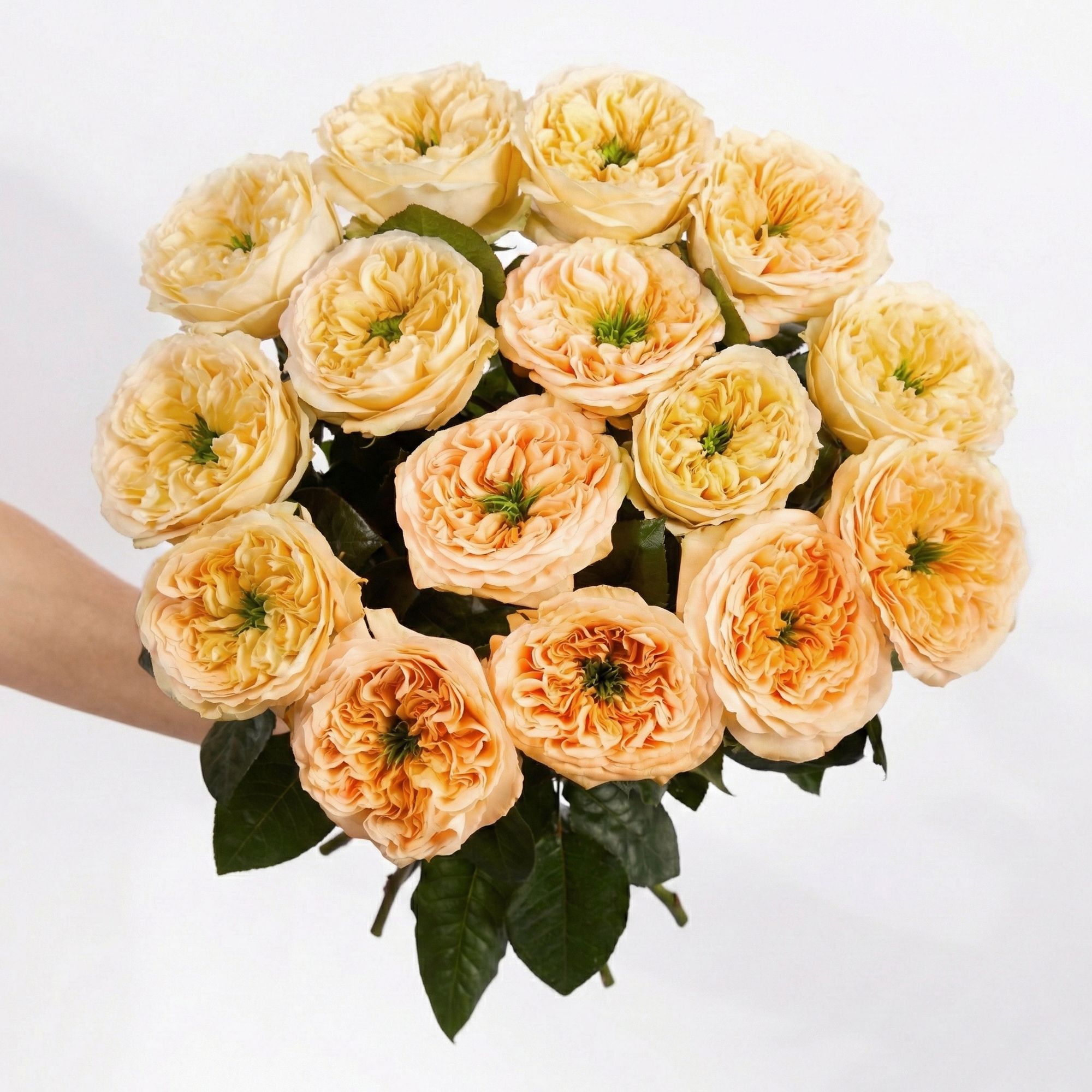 'Cream Expression' roses