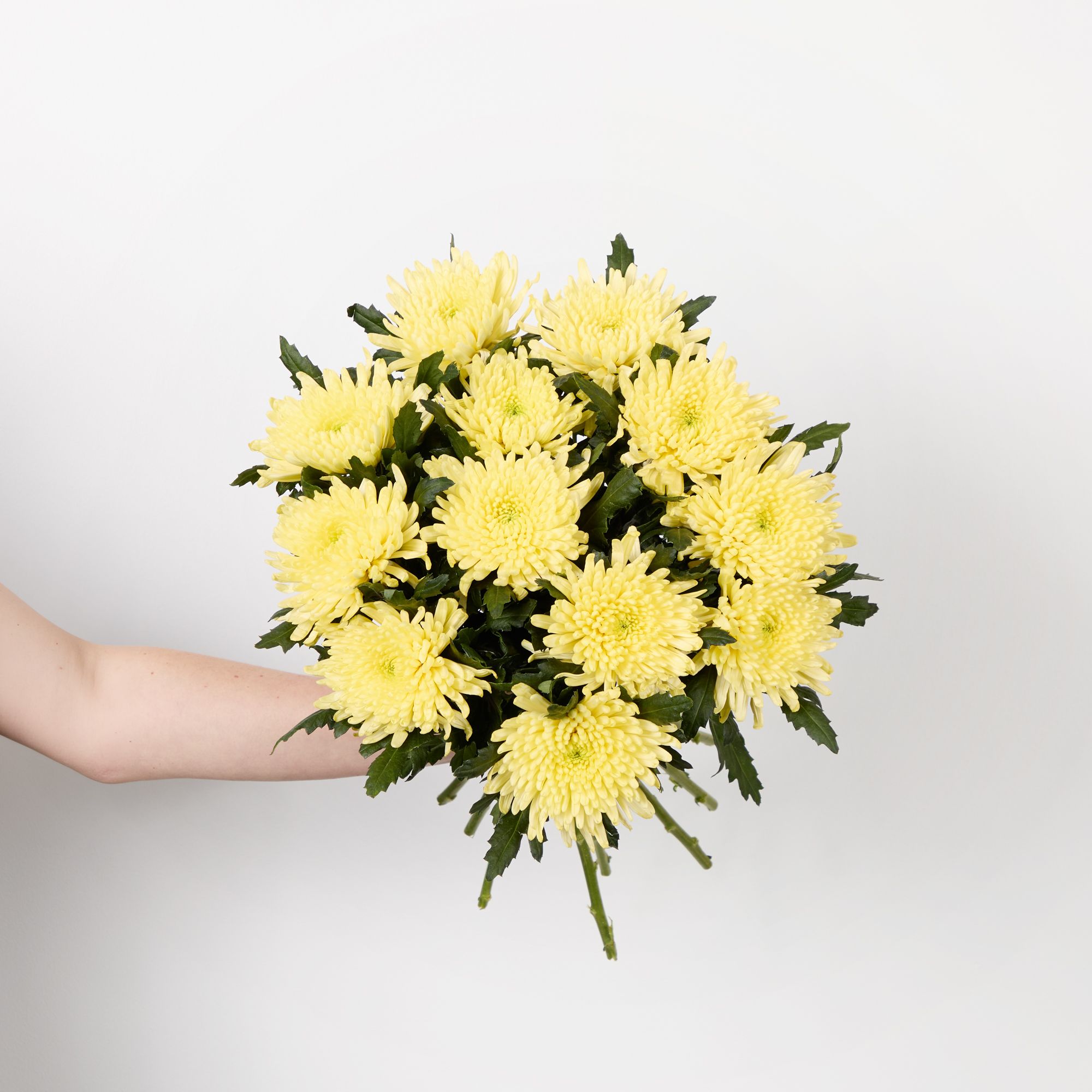 Yellow 'Bloom Topspin' chrysanthemums