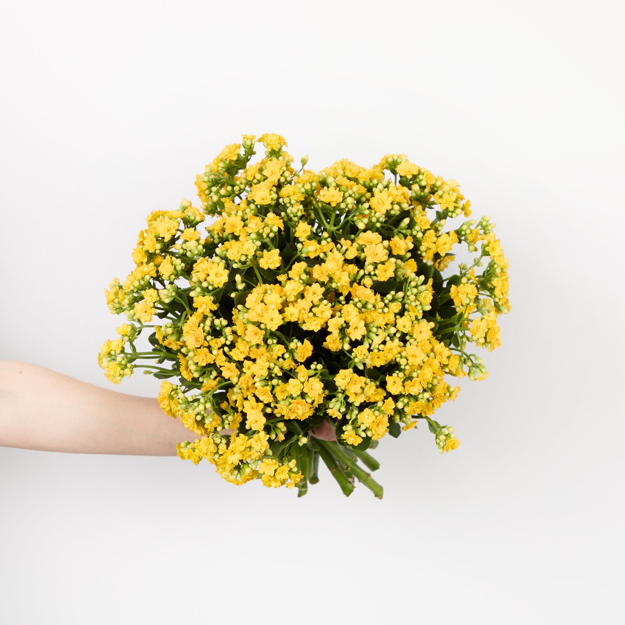 Yellow kalanchoe