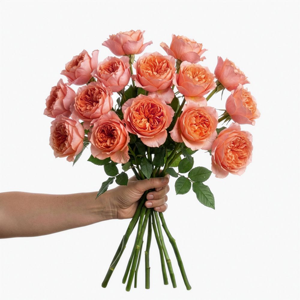 Coral 'Dragonfly' roses