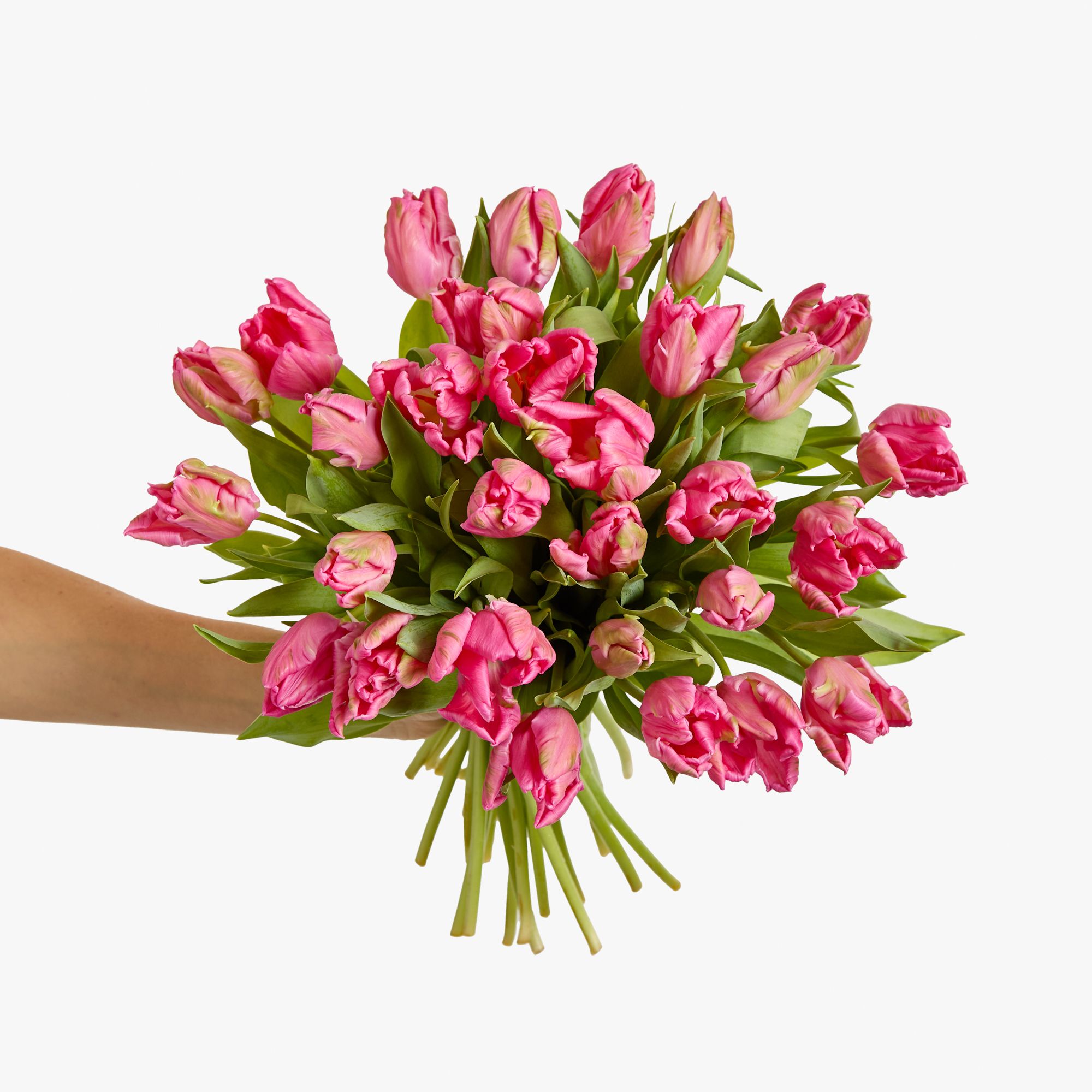 Pink 'Marvel' parrot tulips