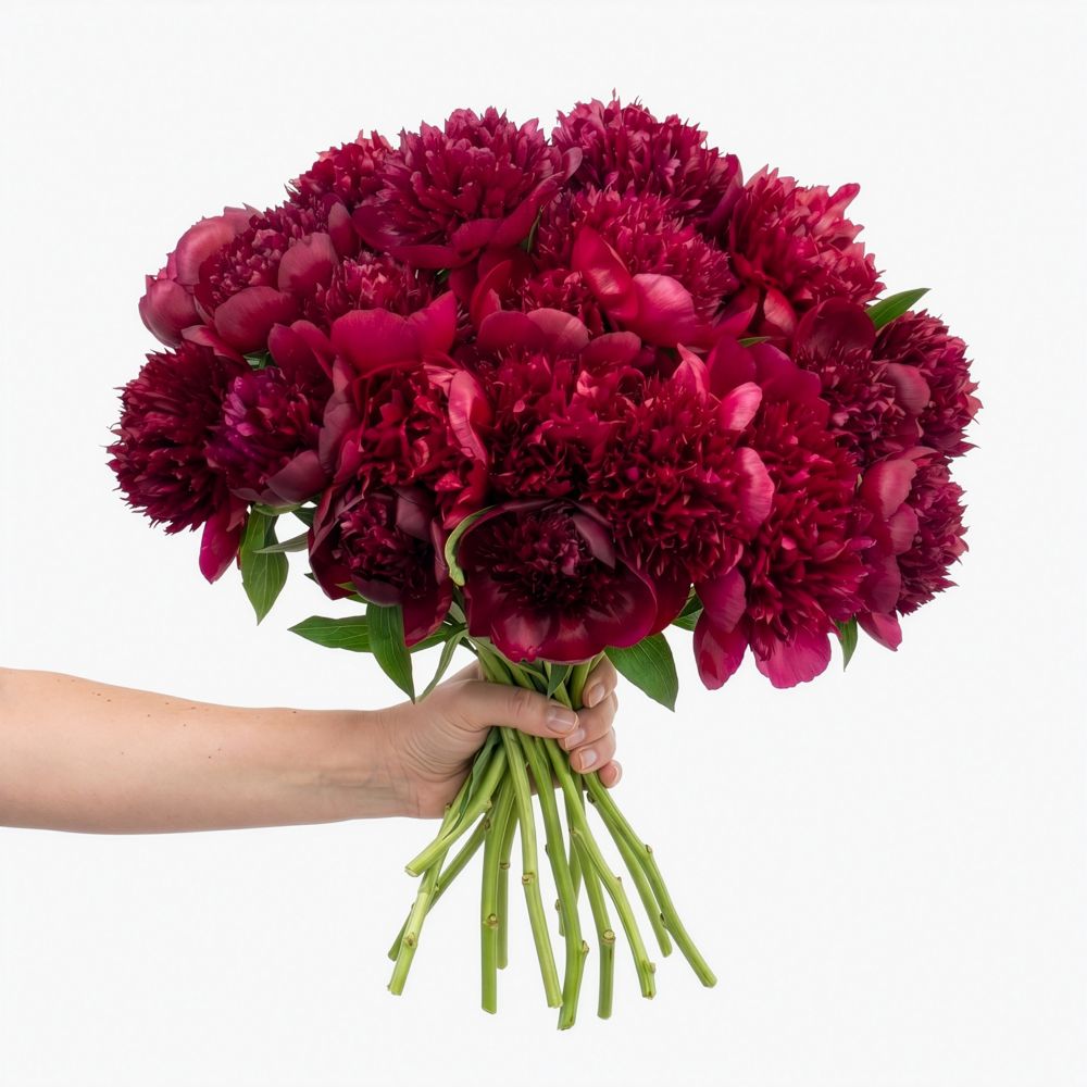 'Red Charm' peonies