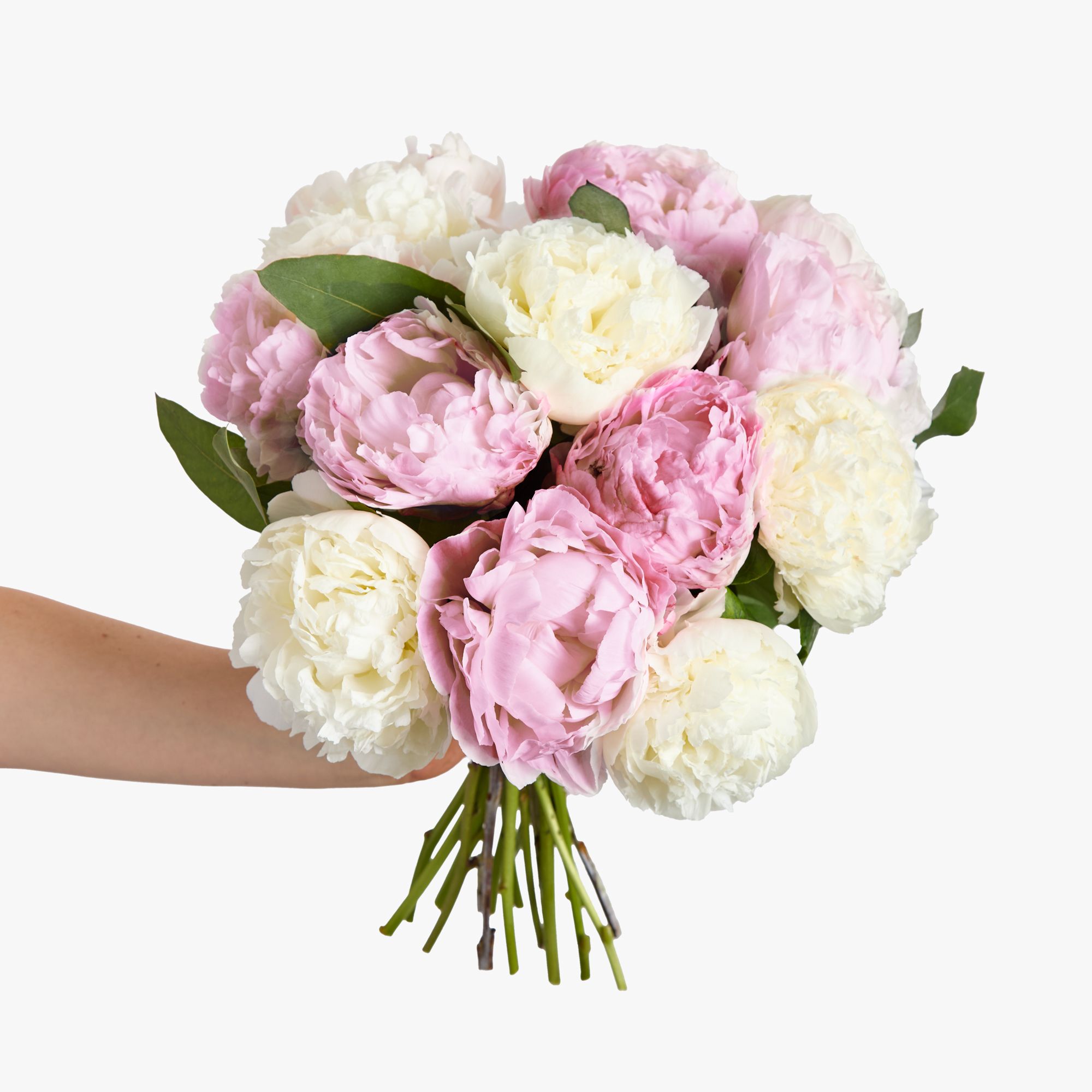 Pink and white peonies with eucalyptus robusta