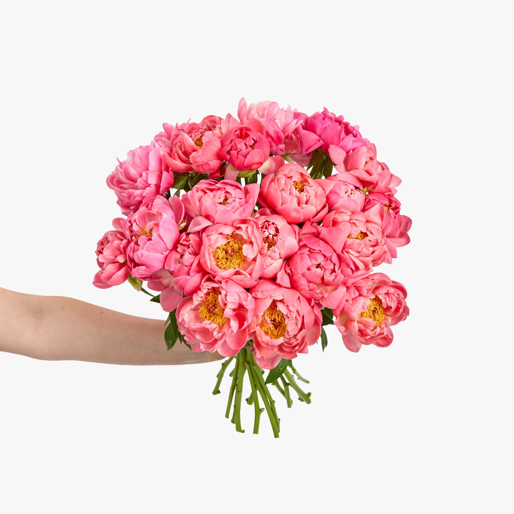 Coral peonies