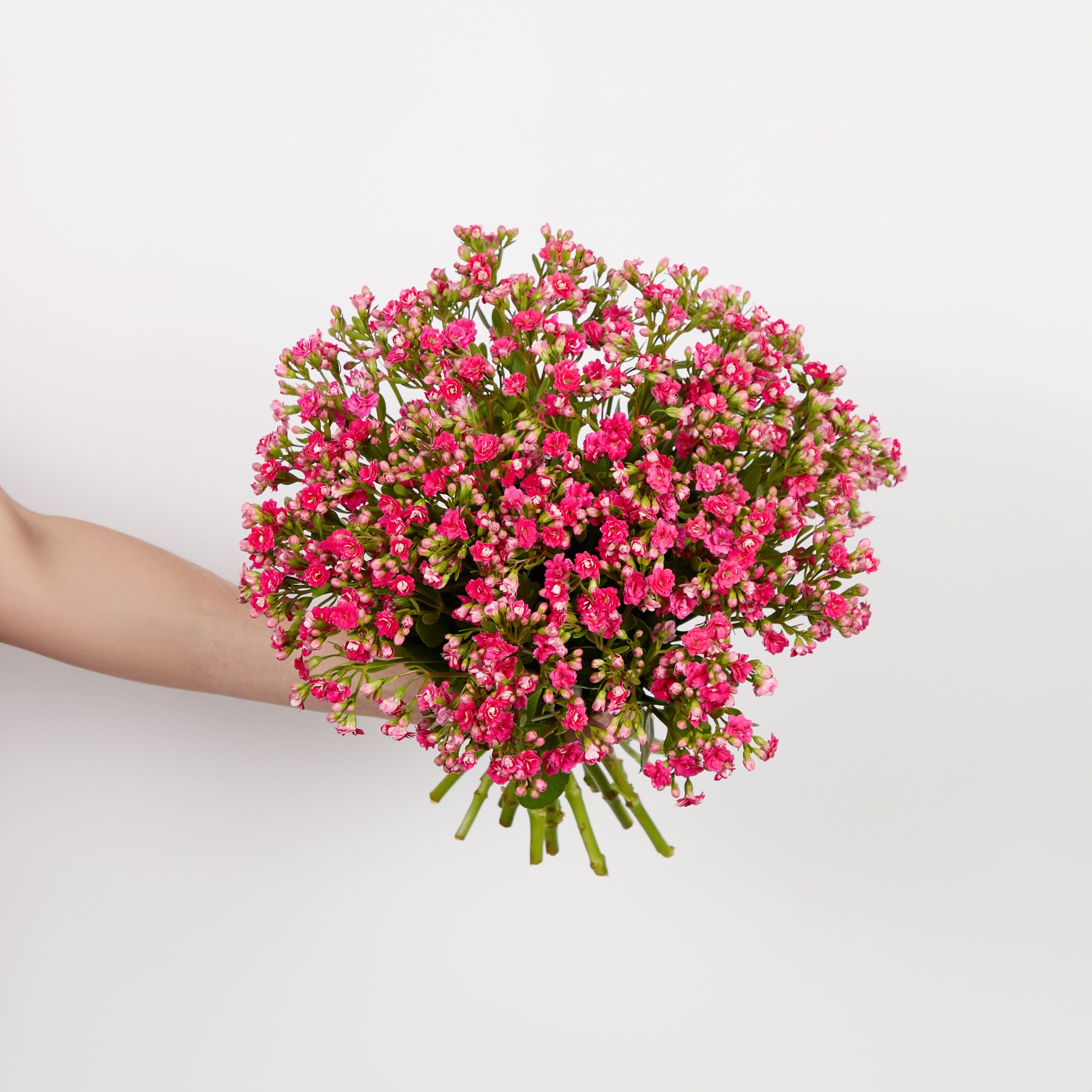 Dark pink kalanchoe
