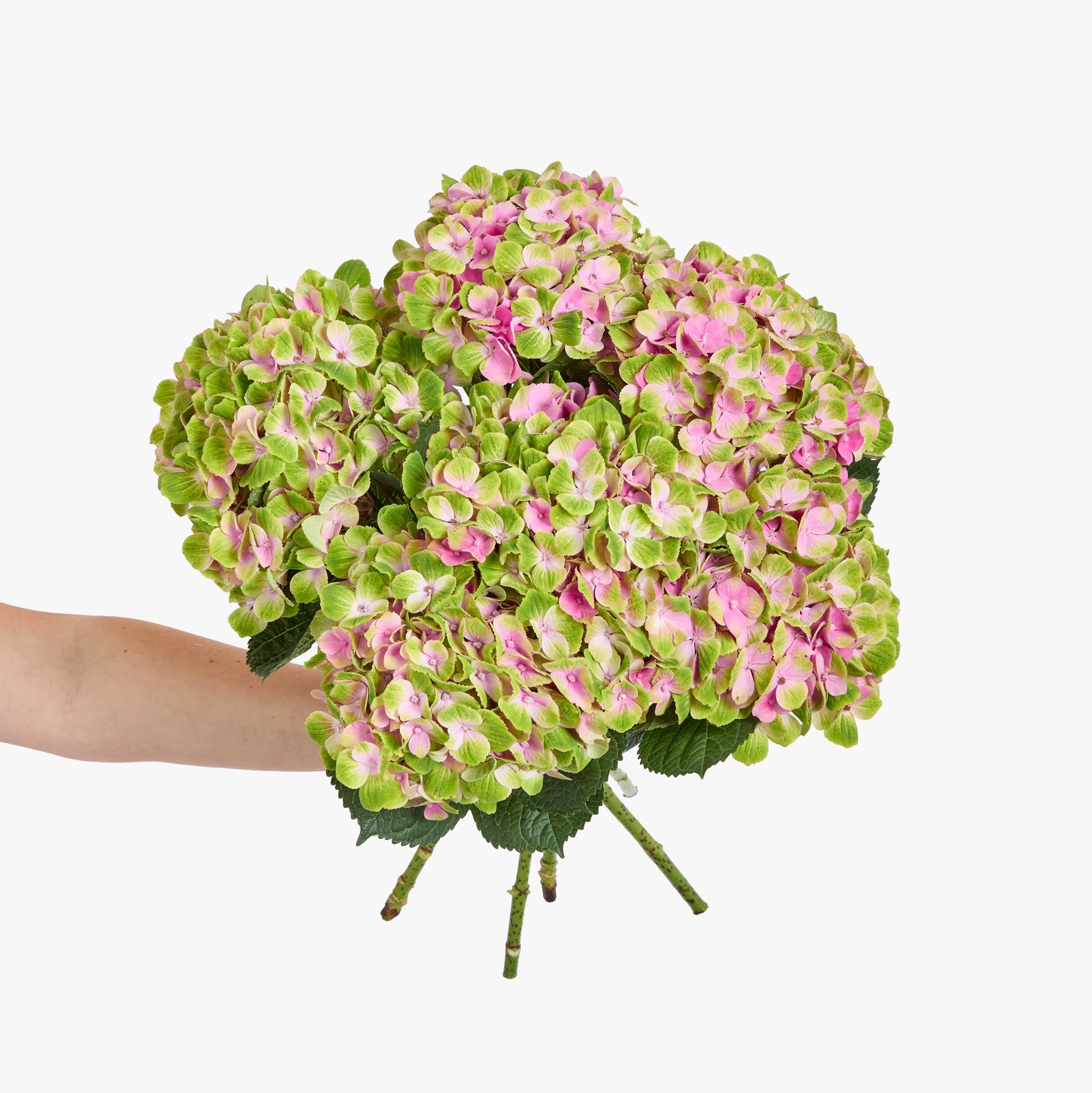 Hydrangea 'Magical Amethyst', a green and pink flower