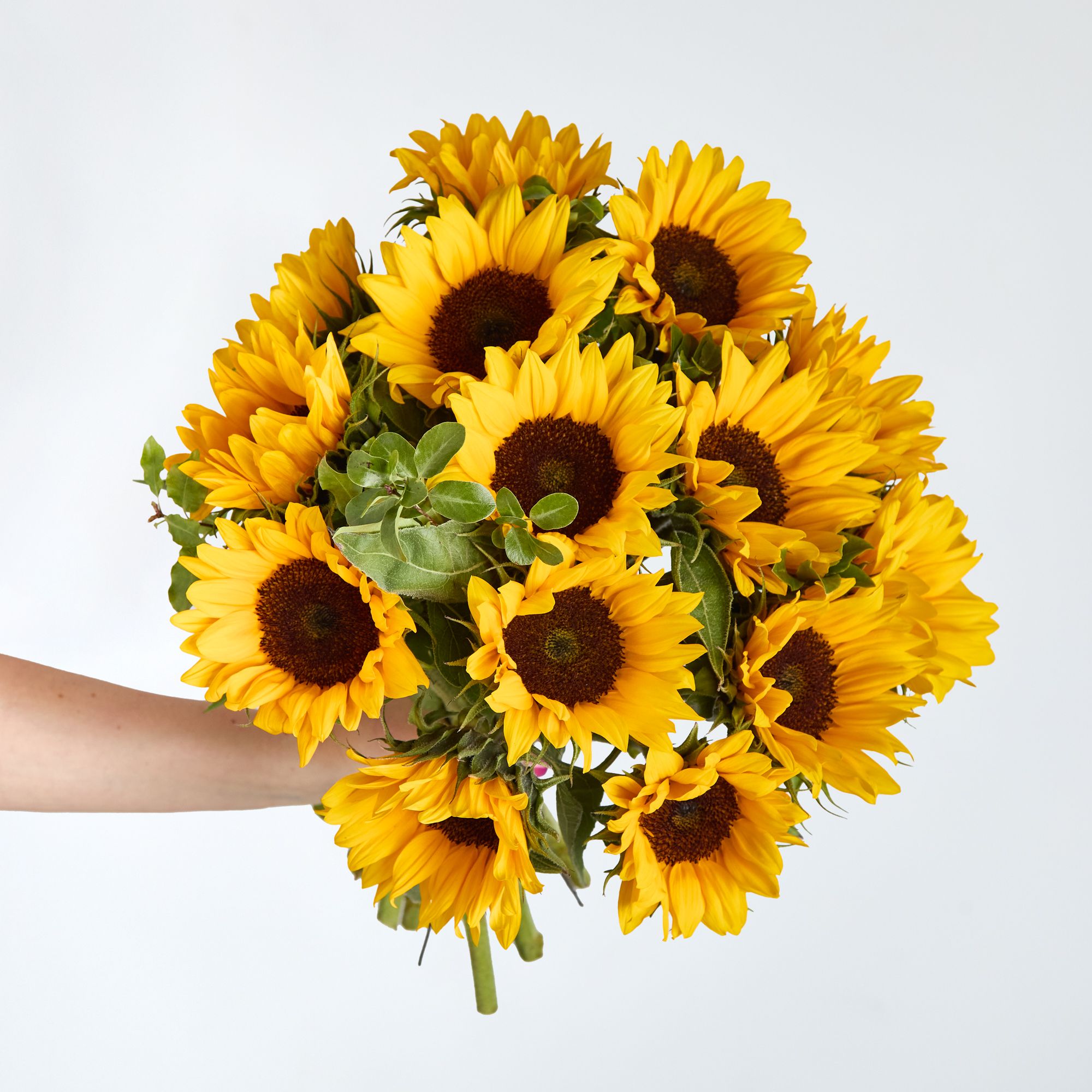 British-grown sunflowers and mini pittosporum