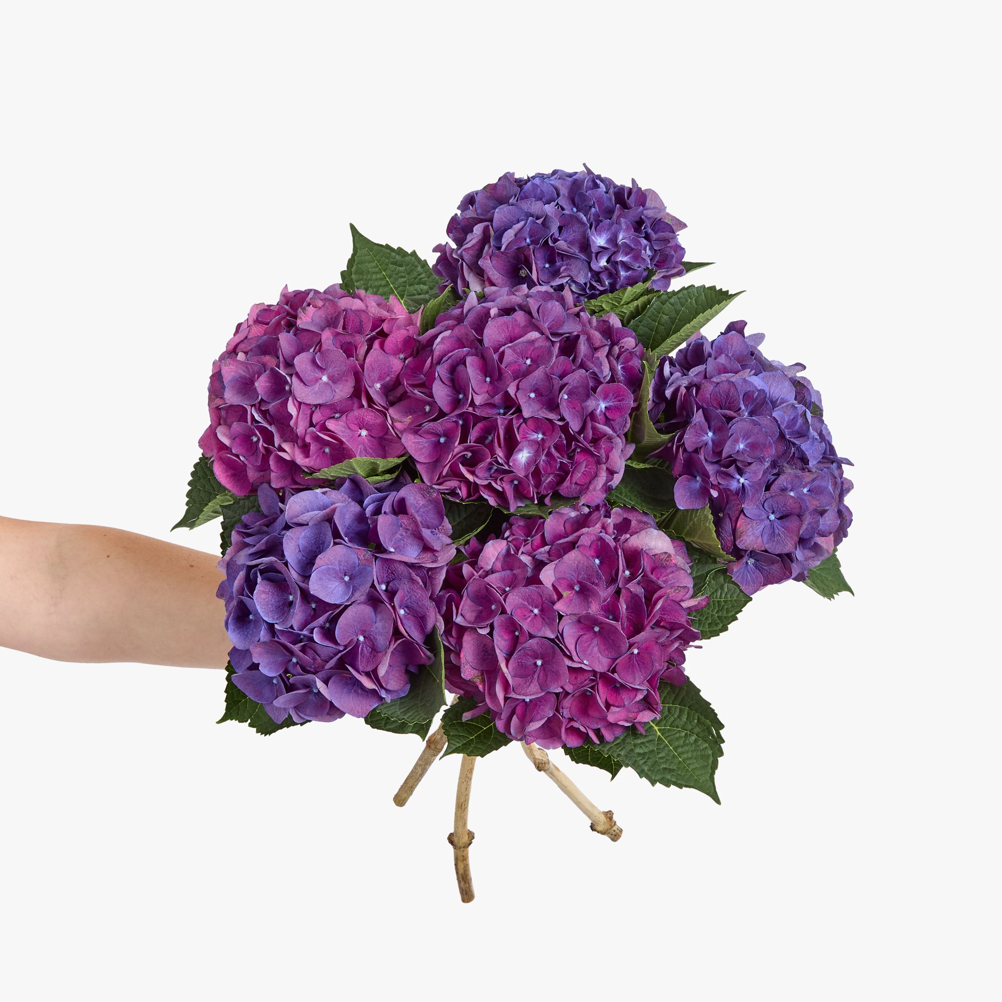 Purple 'Mon Amour' hydrangeas