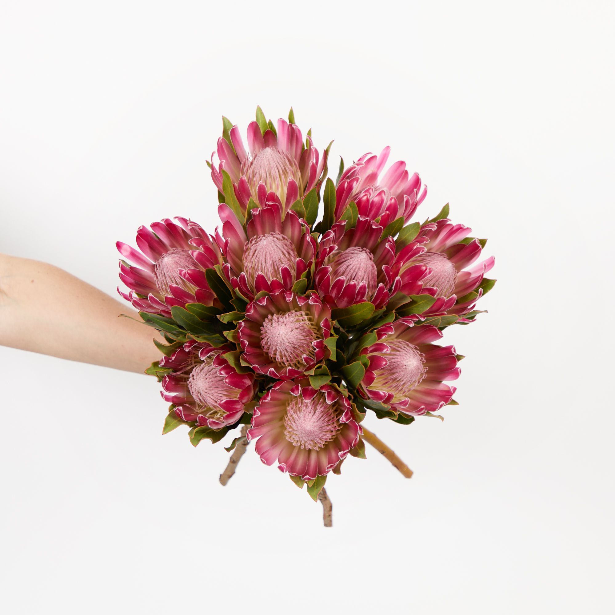Red Protea 'Brenda'