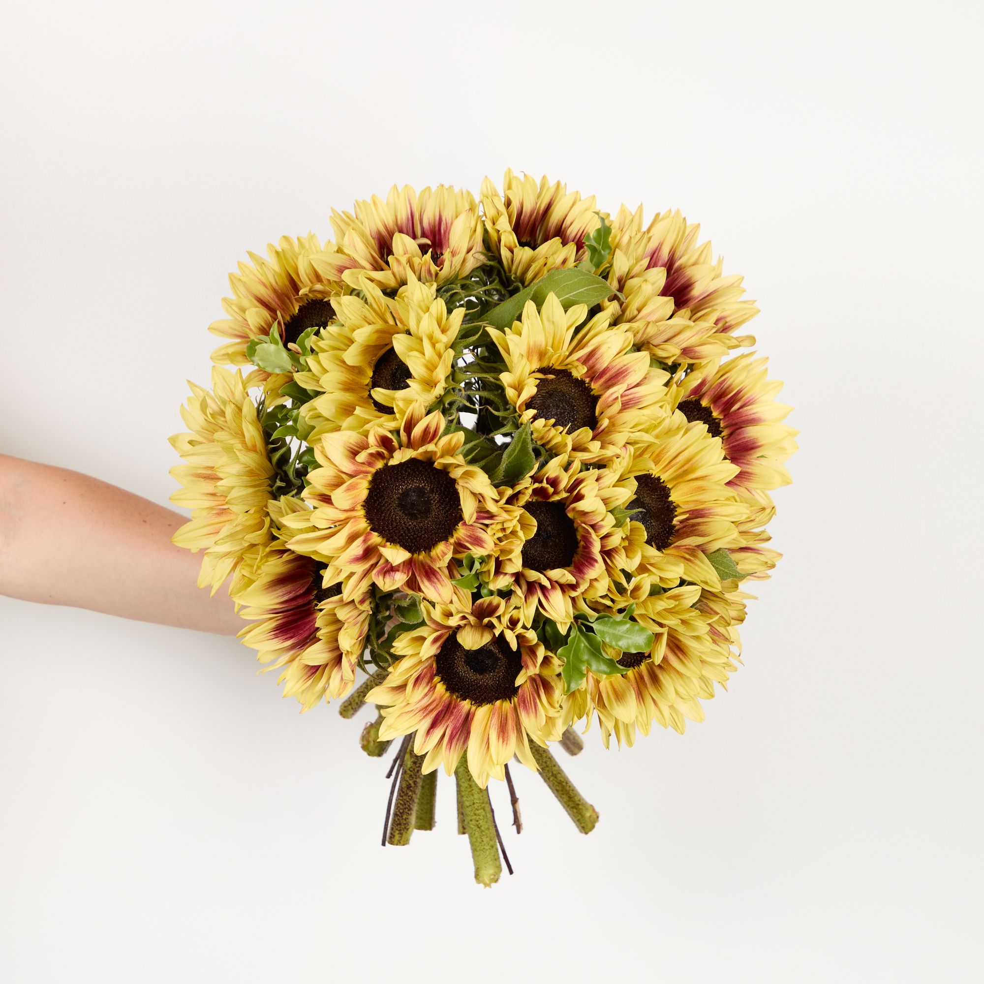 'Marly' sunflowers and pittosporum