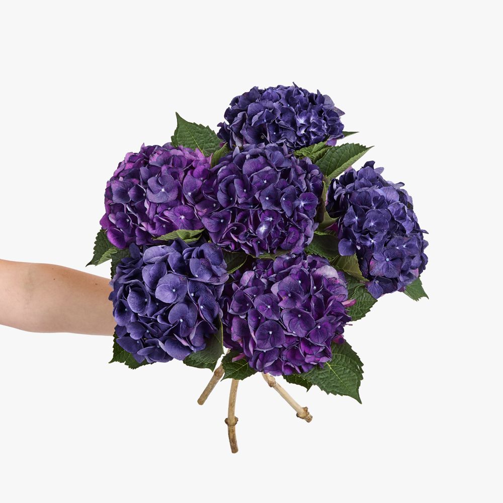 Dark purple Hydrangea 'Royal King