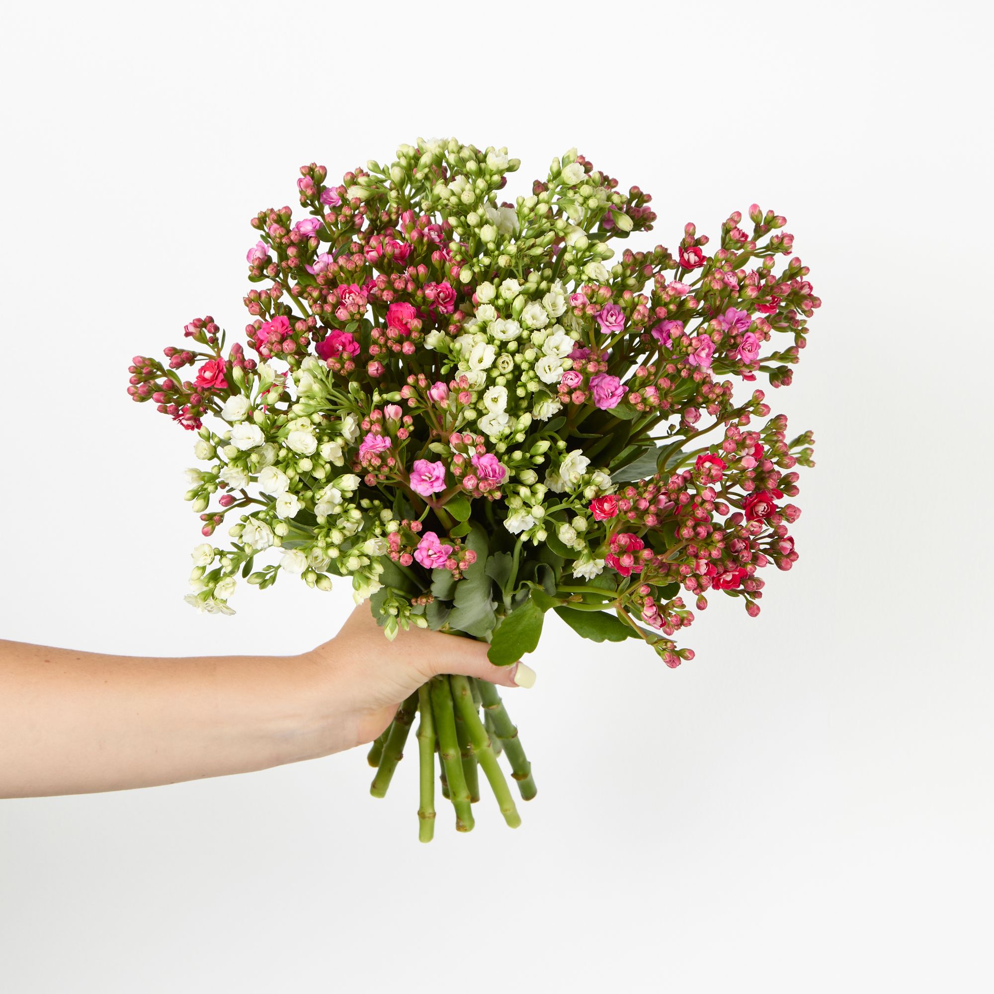 Cerise, fuchsia and white kalanchoe