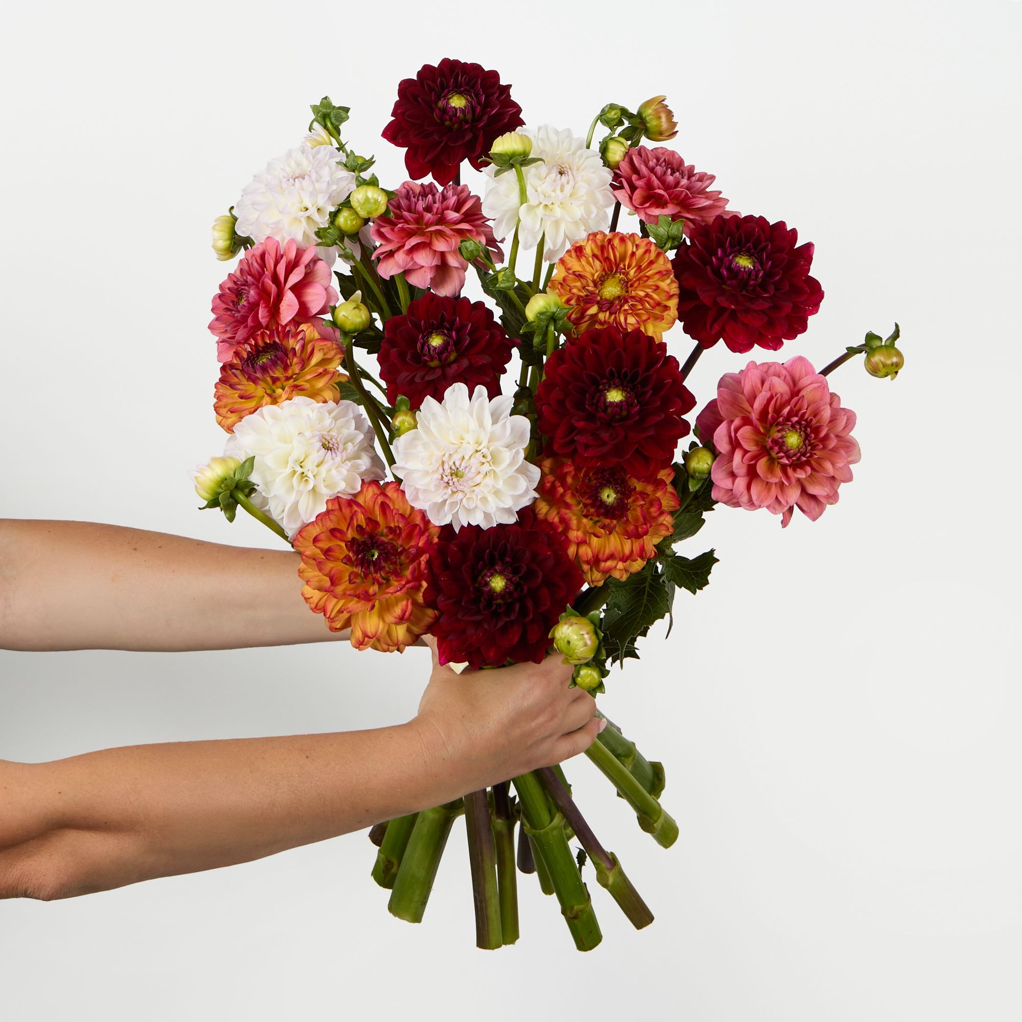 UK-grown dahlias in white, red, orange and pink