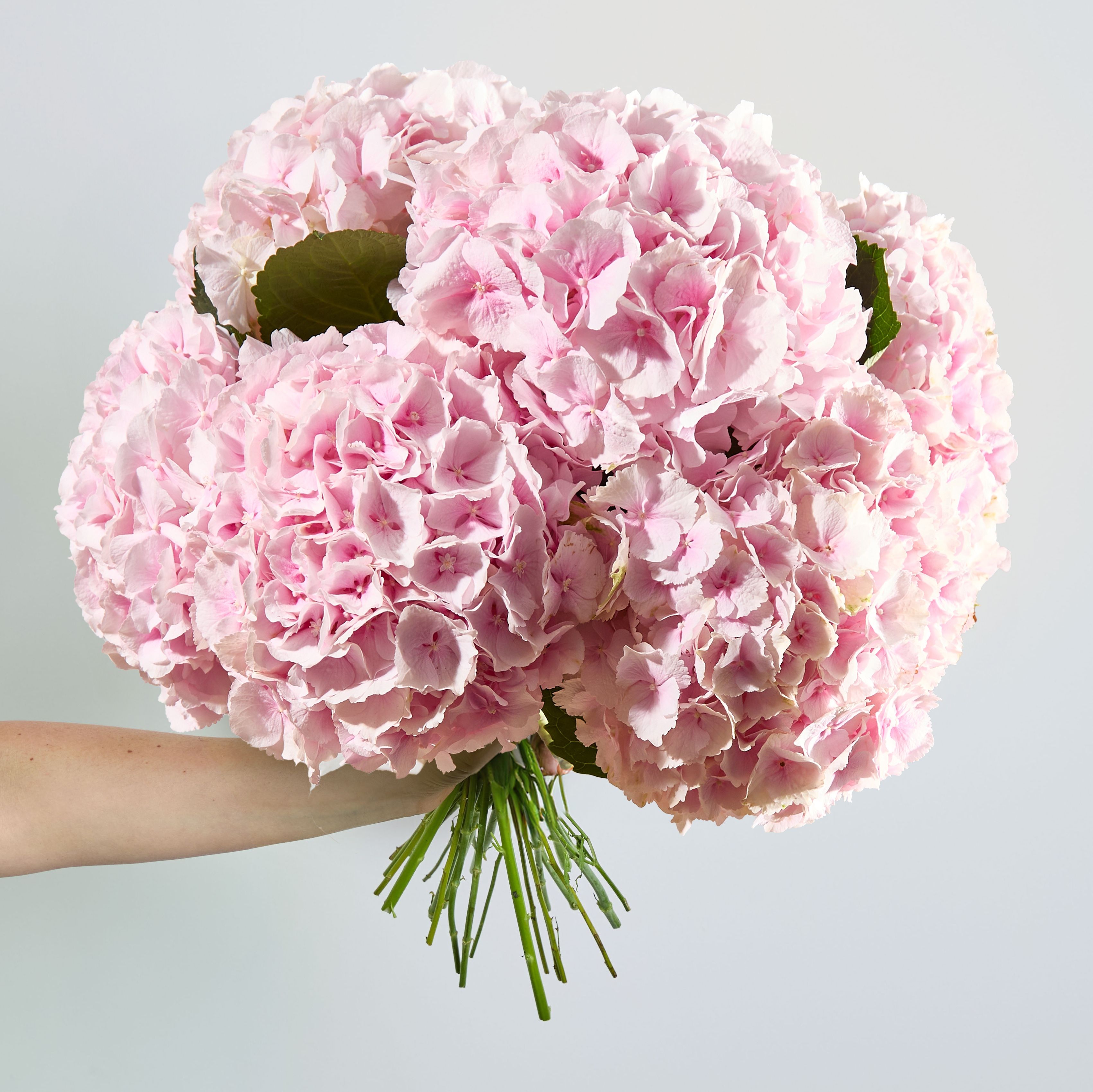 Pink hydrangeas
