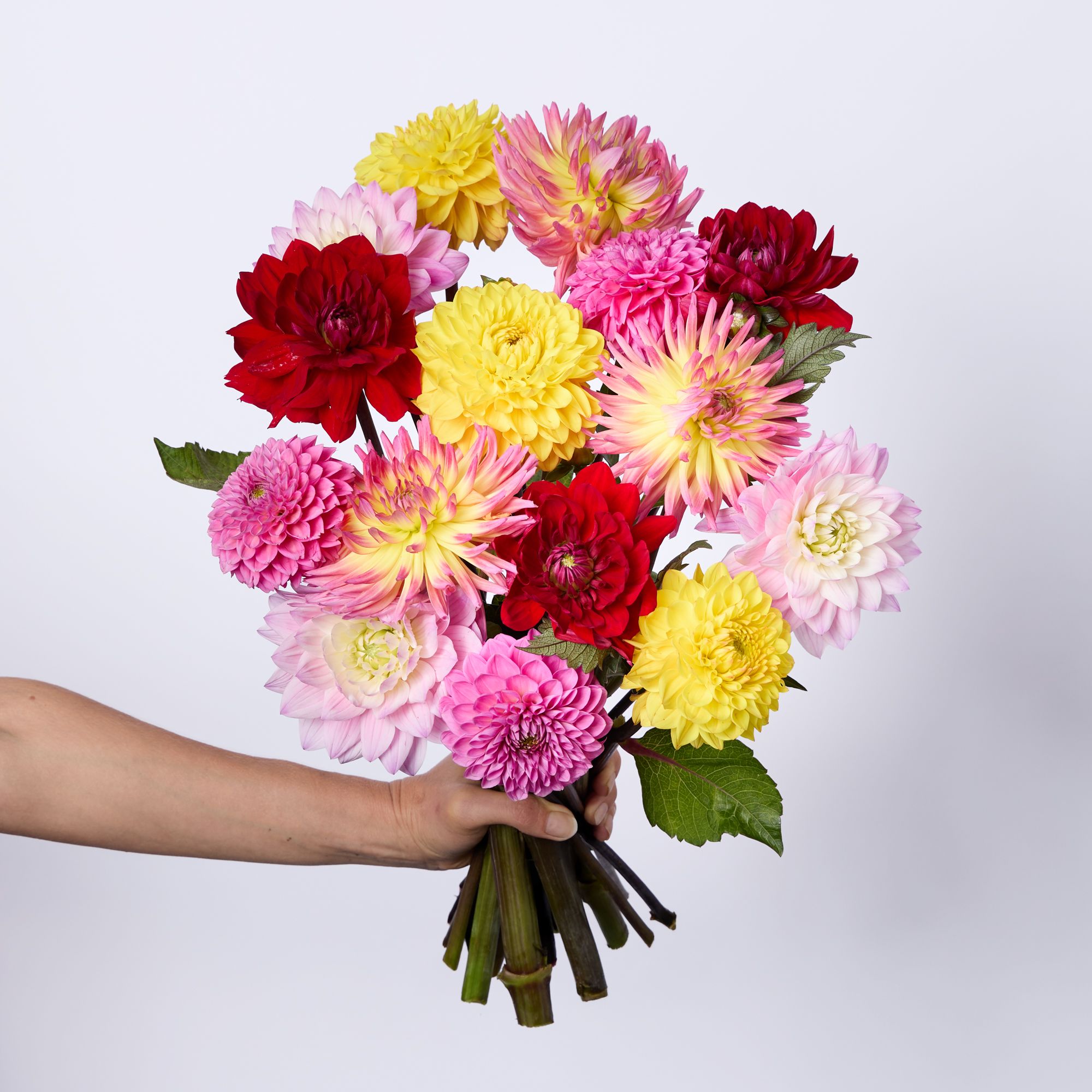 UK-grown dahlias in pink, yellow and red tones