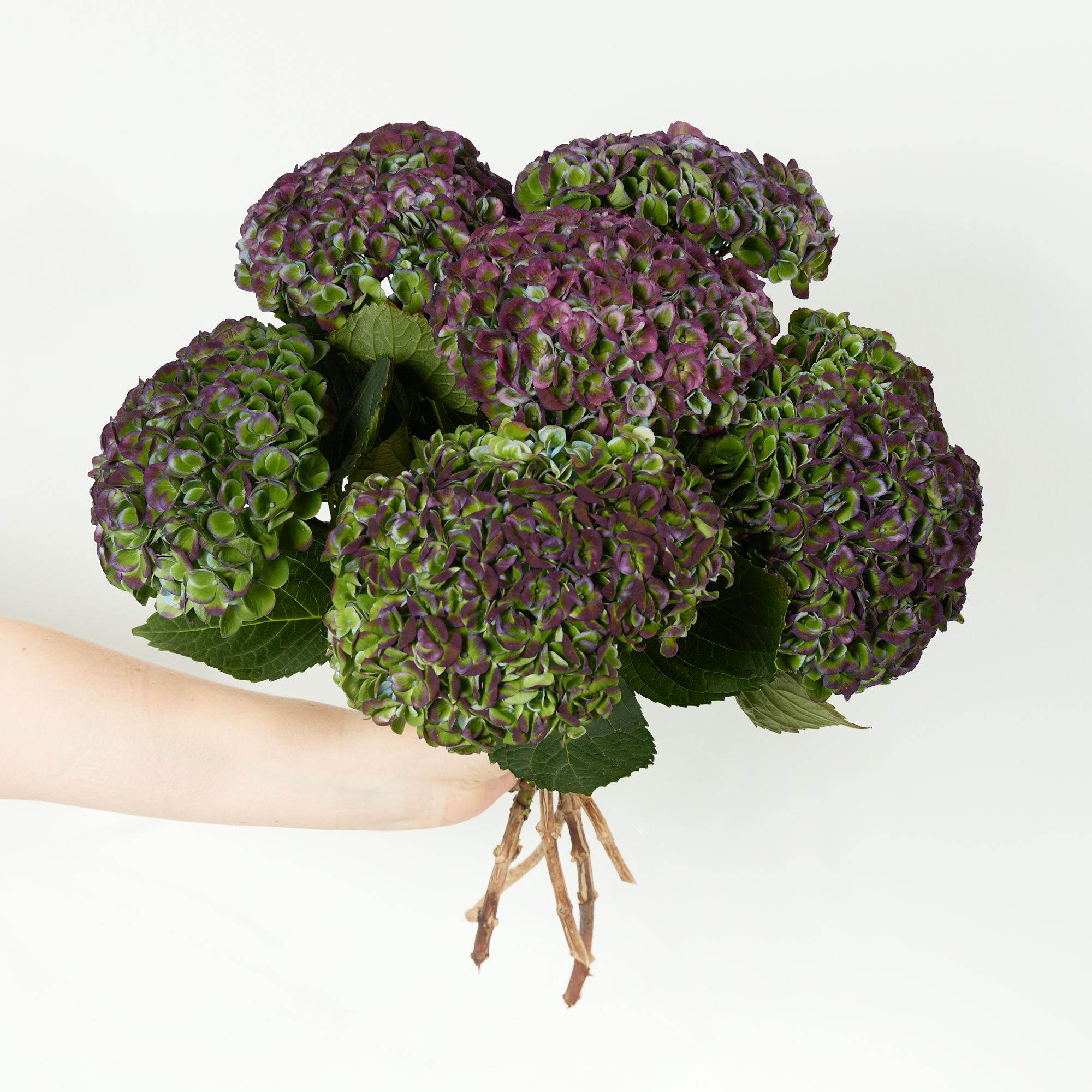 ‘Magical Revolution’ hydrangeas