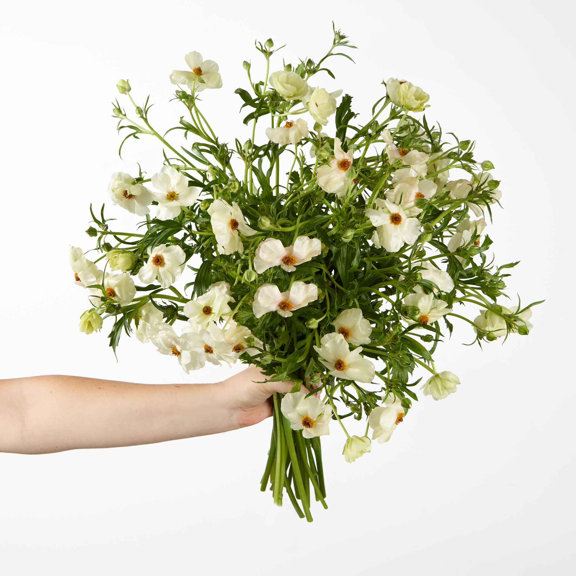 White 'Melissa' ranunculus butterfly