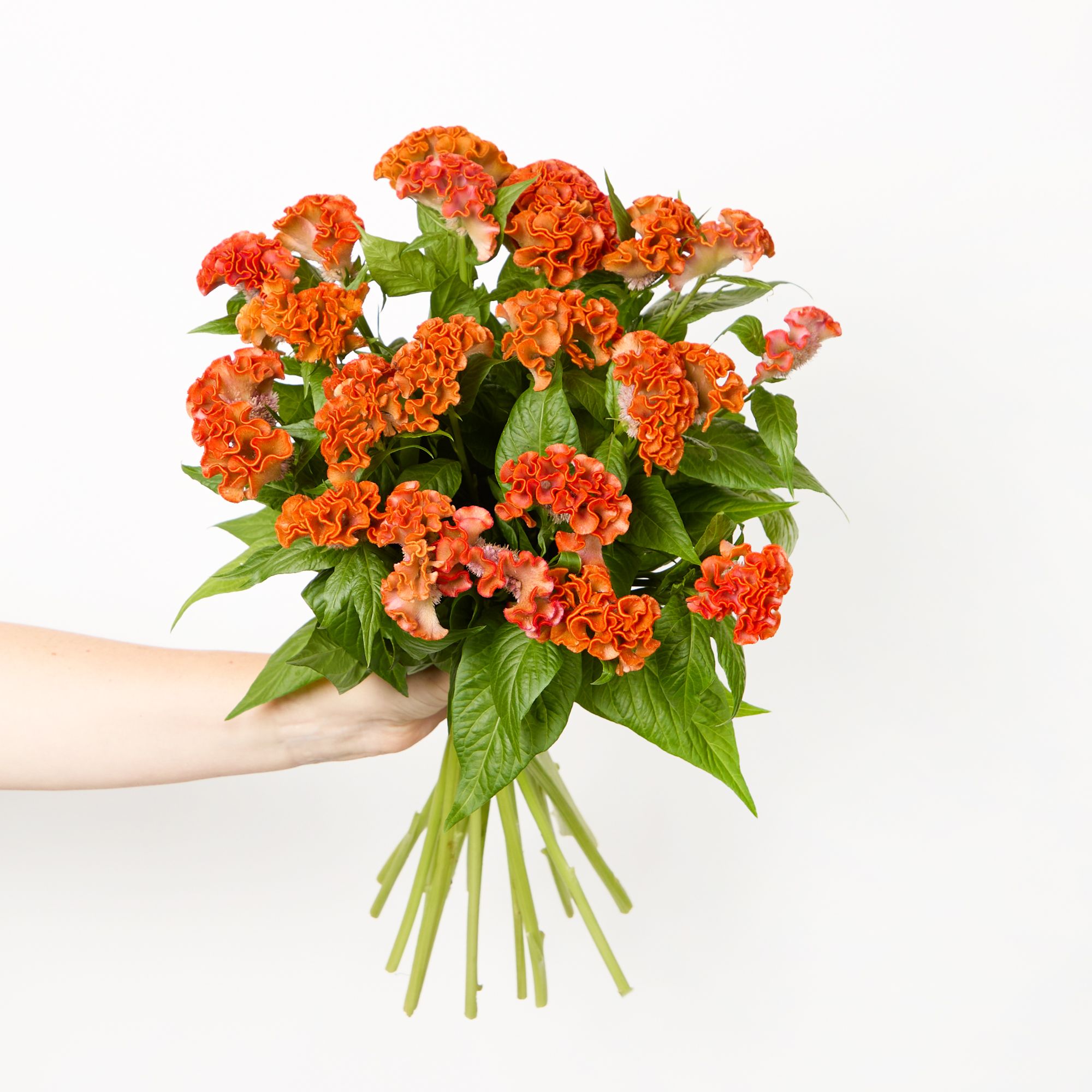 Orange celosia