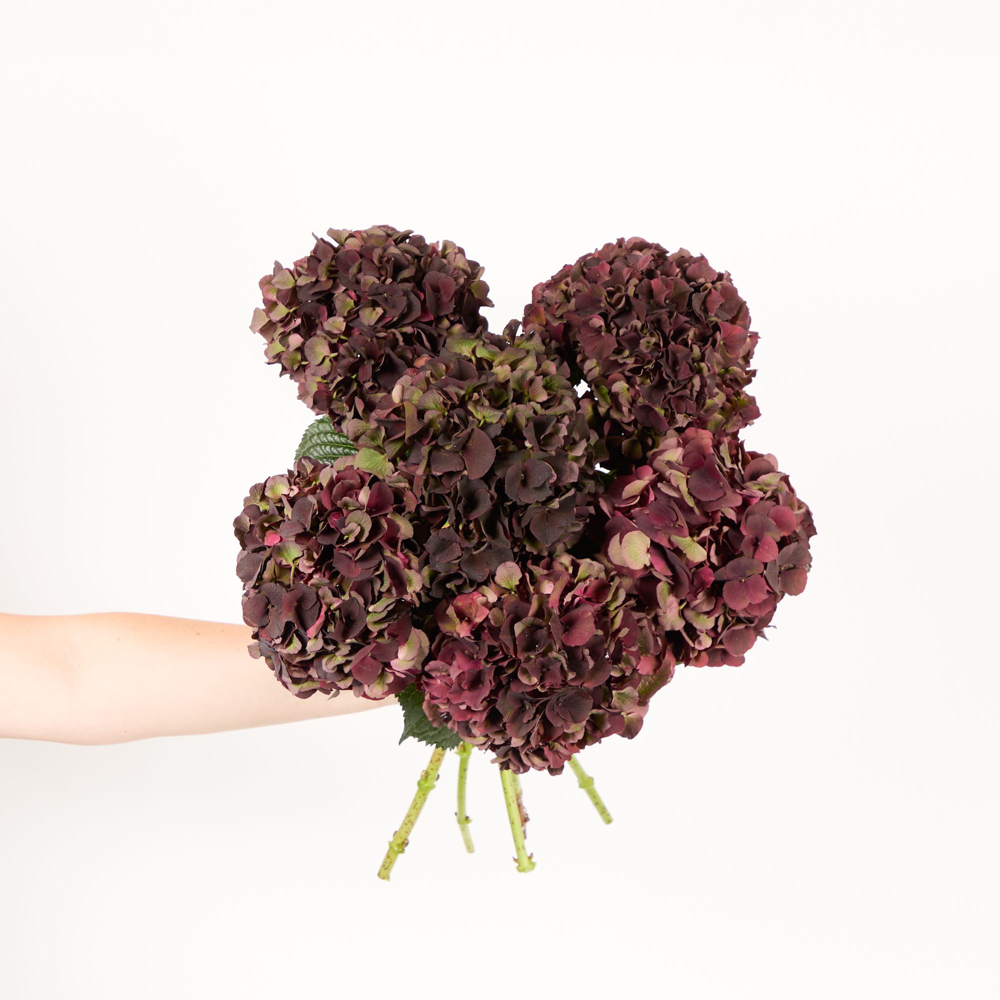 Hydrangea 'Magical Dark Ruby'
