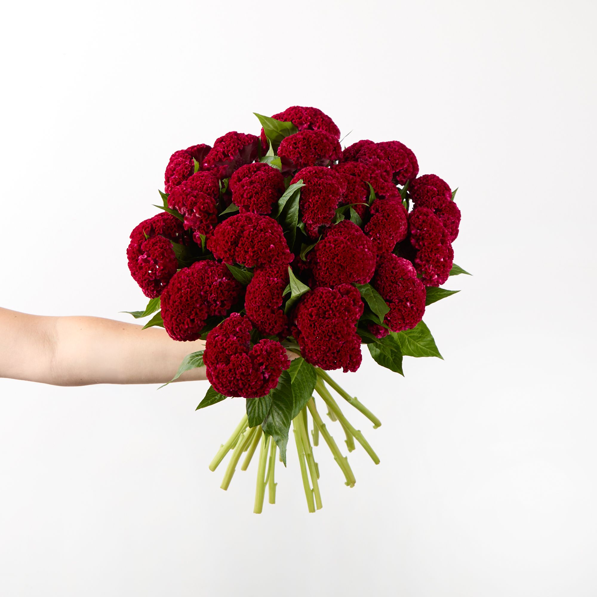 Red velvet celosia