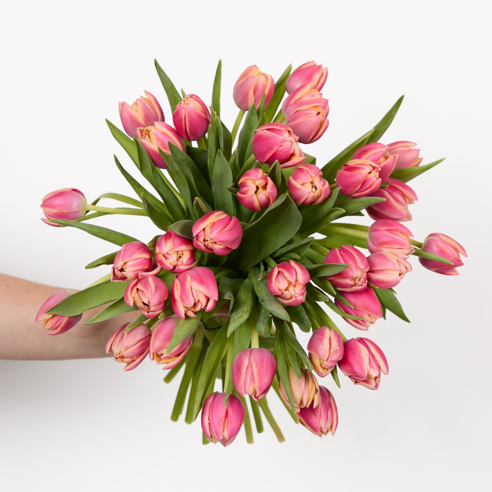 Pink double 'Columbus' tulips