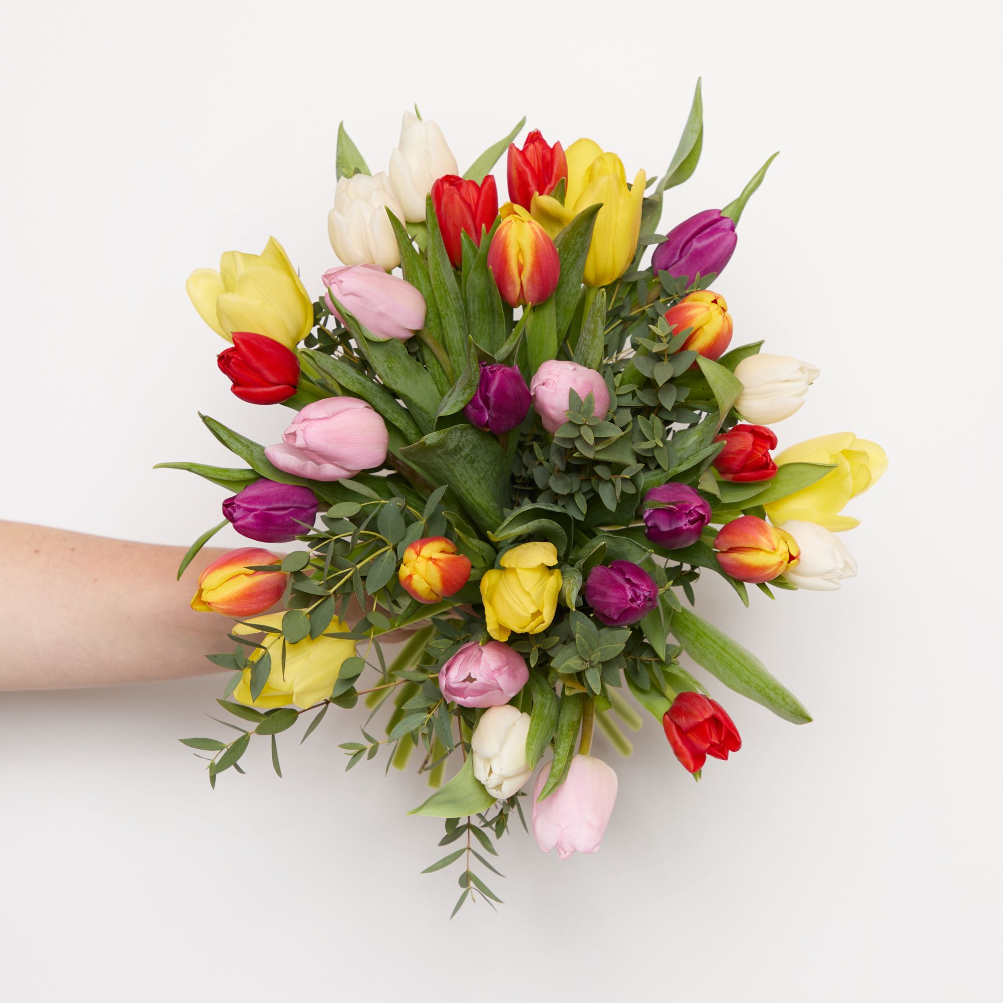 Pink, orange, red, yellow, purple orange bi-colour and white tulips with pistache