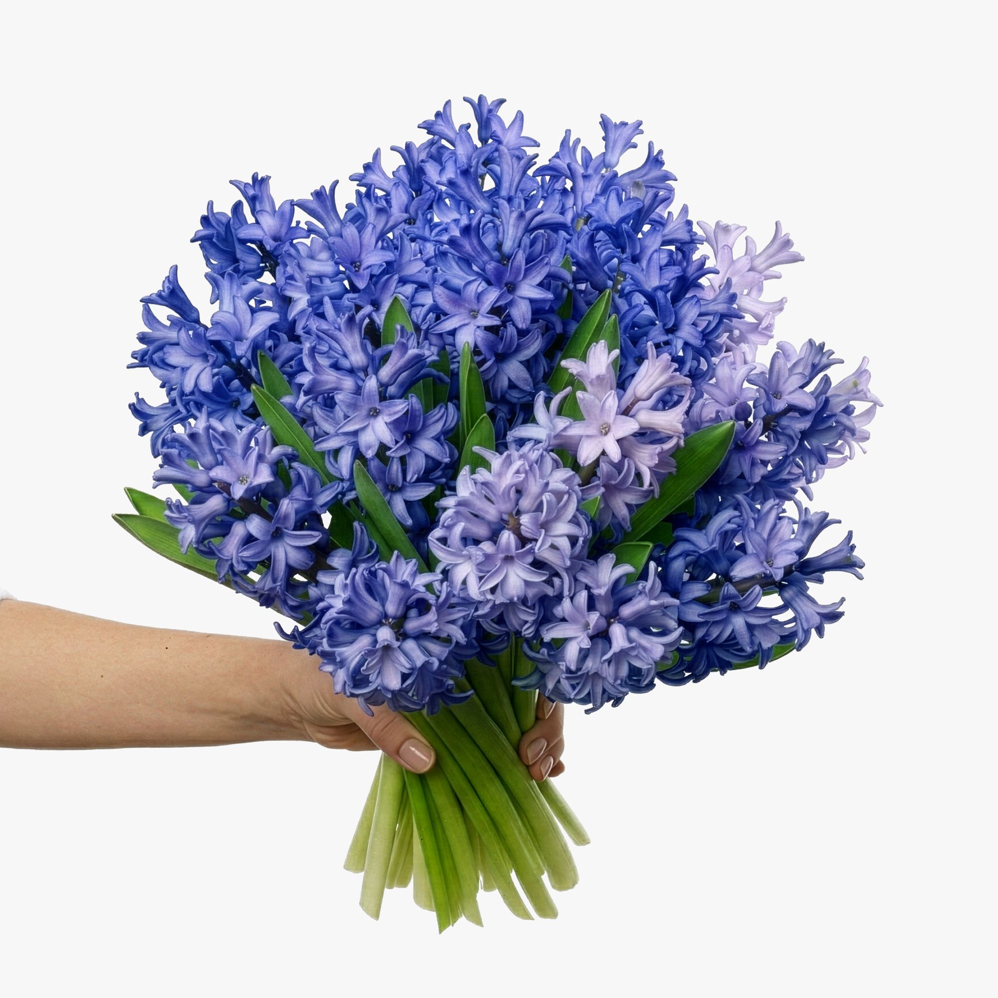 Blue hyacinths