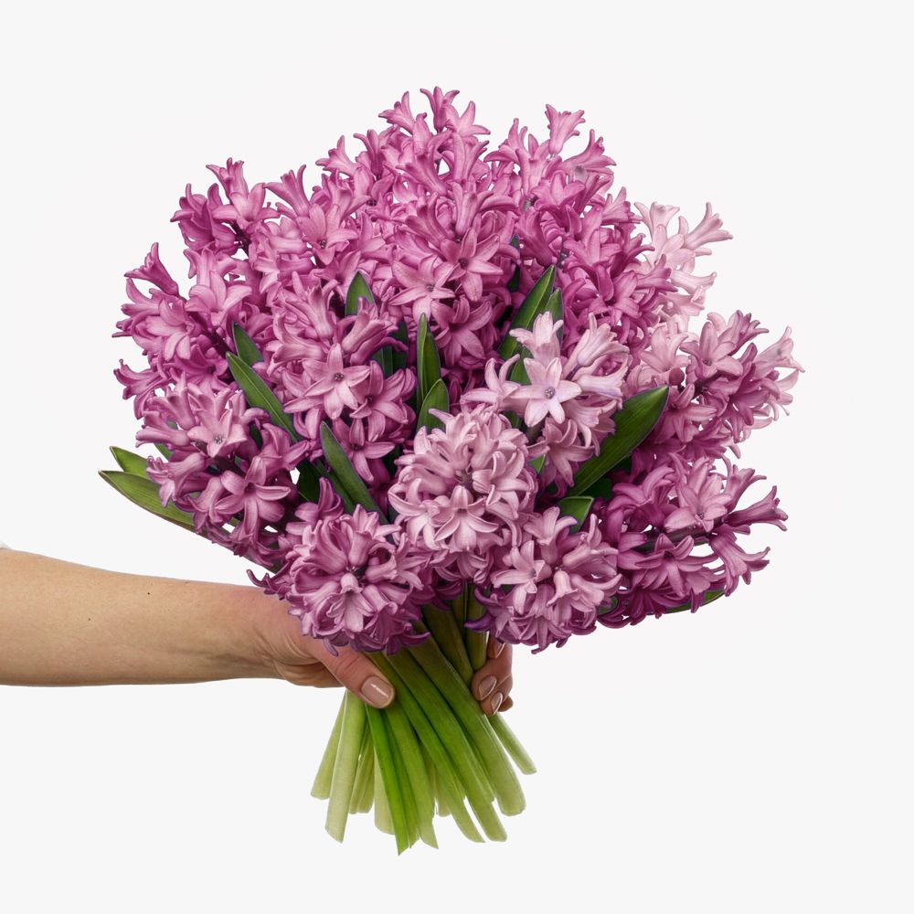 Pink hyacinths