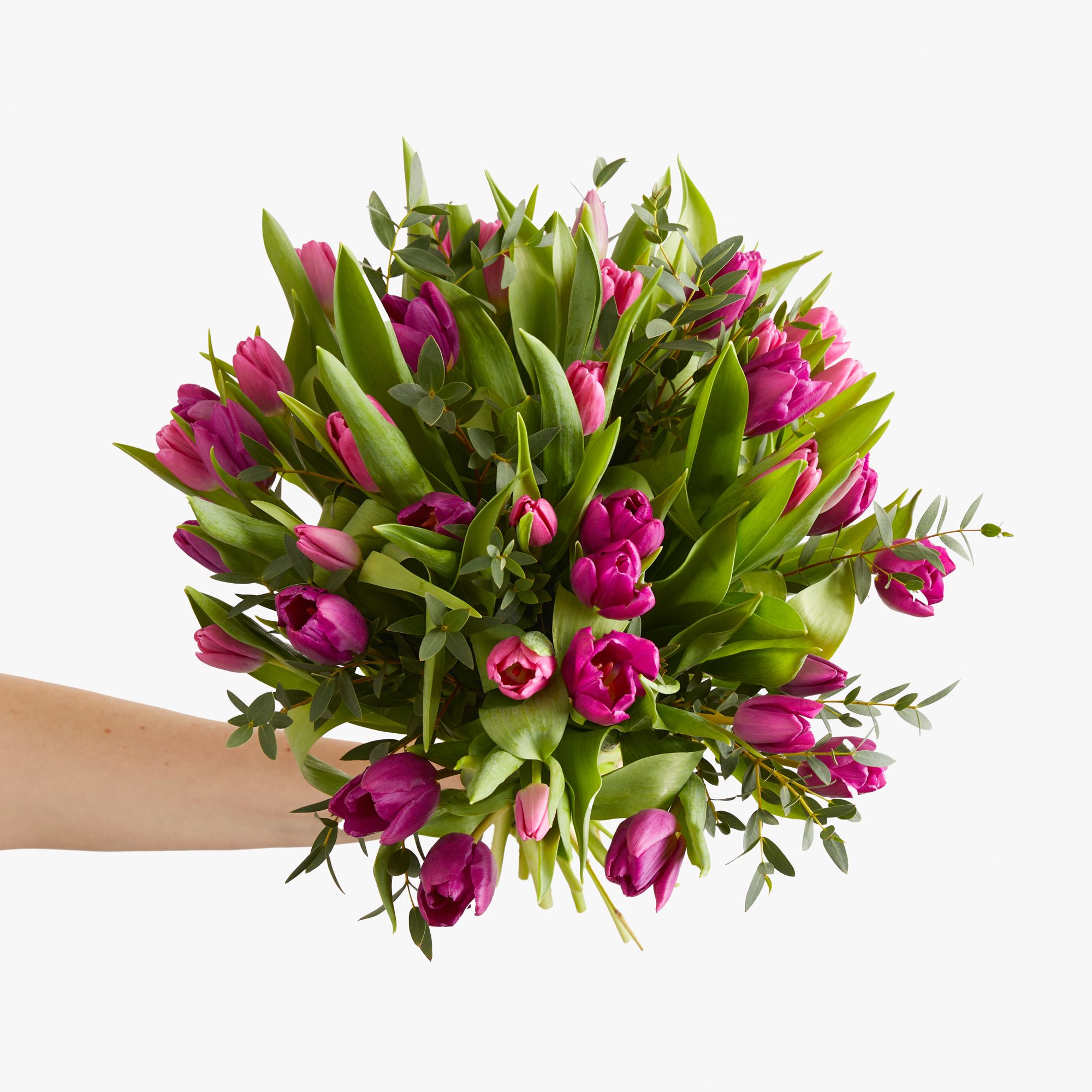 Purple tulips and eucalyptus parvifolia