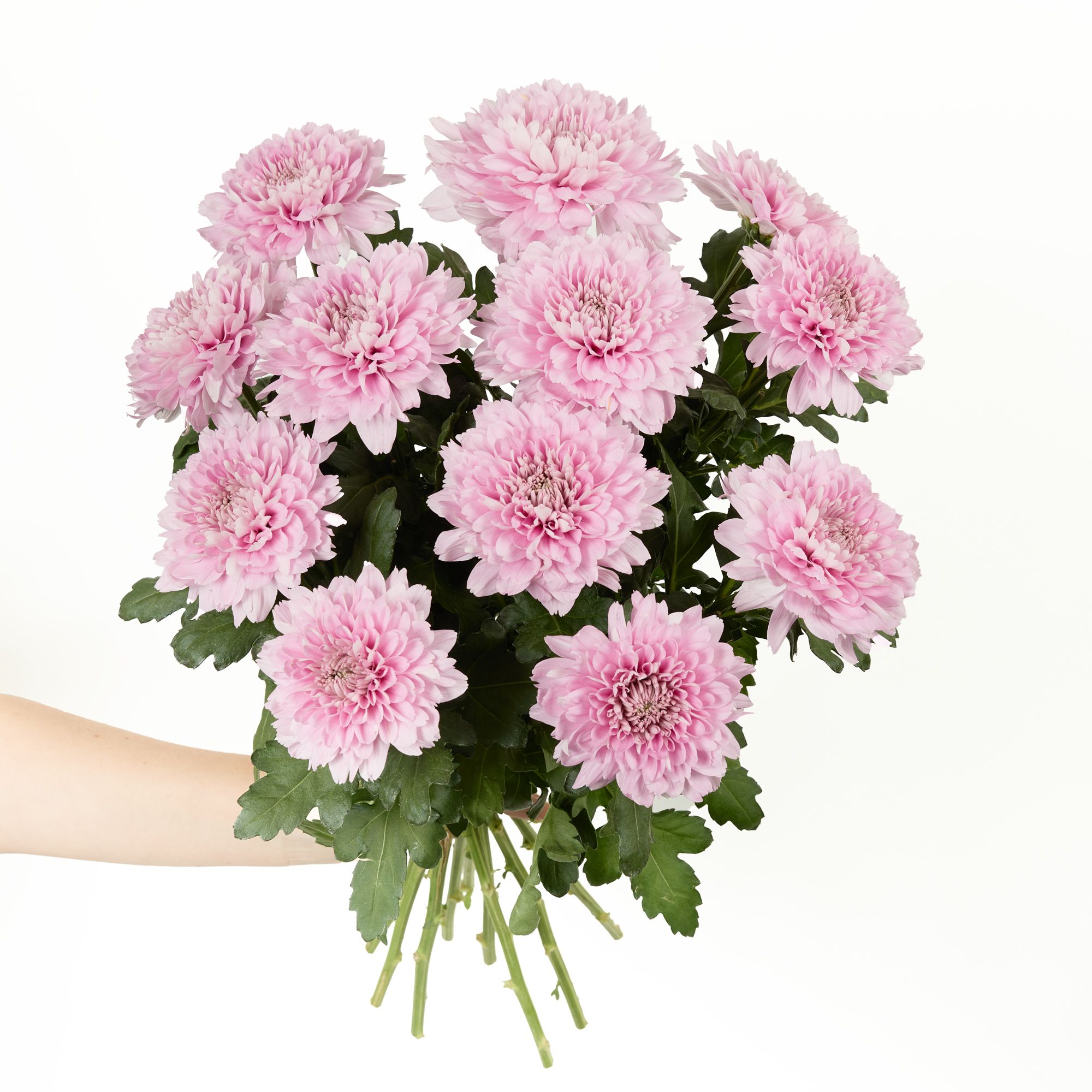 Pink 'Kalimba' chrysanthemums