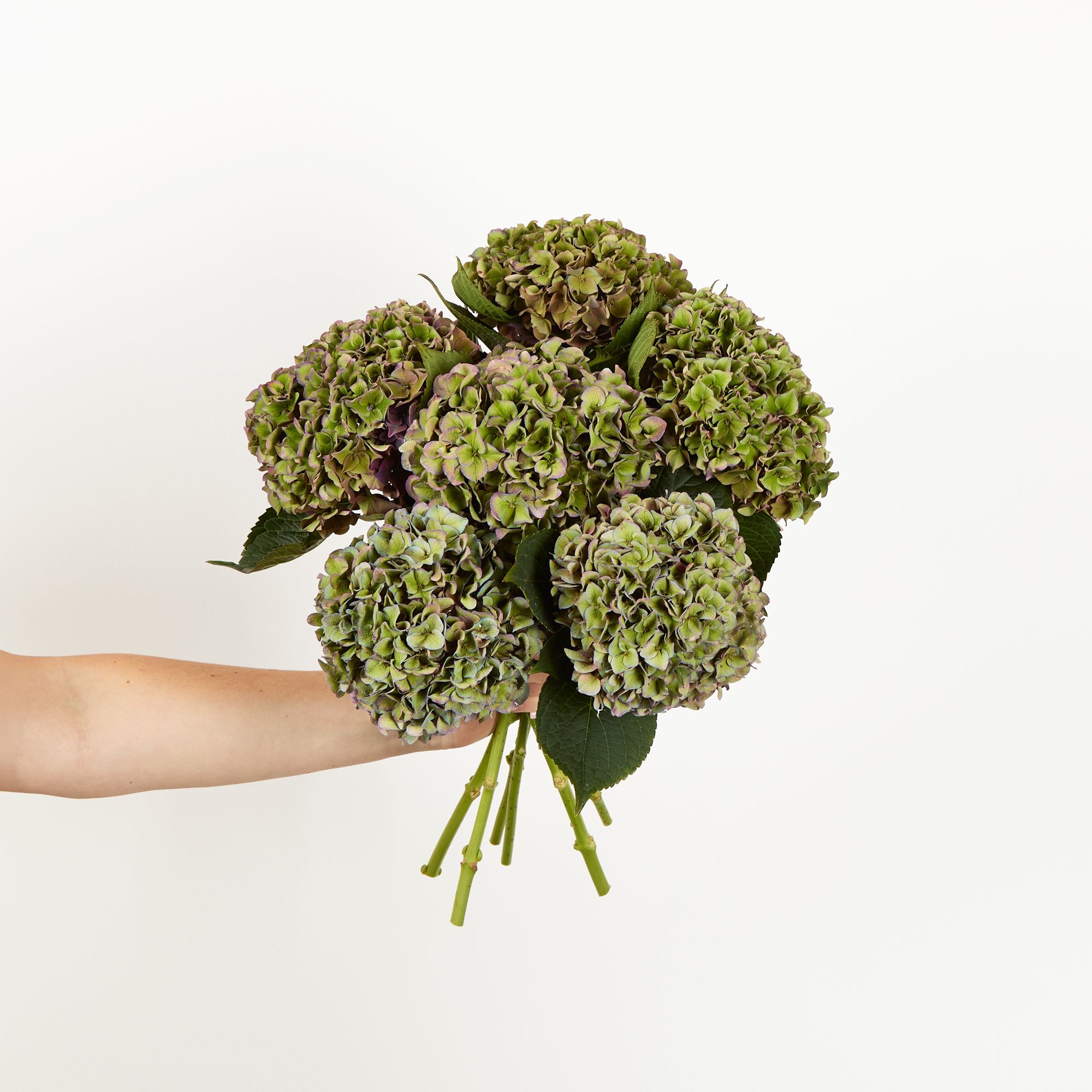 Hydrangea 'Rodeo' with green and purple-tinged petals