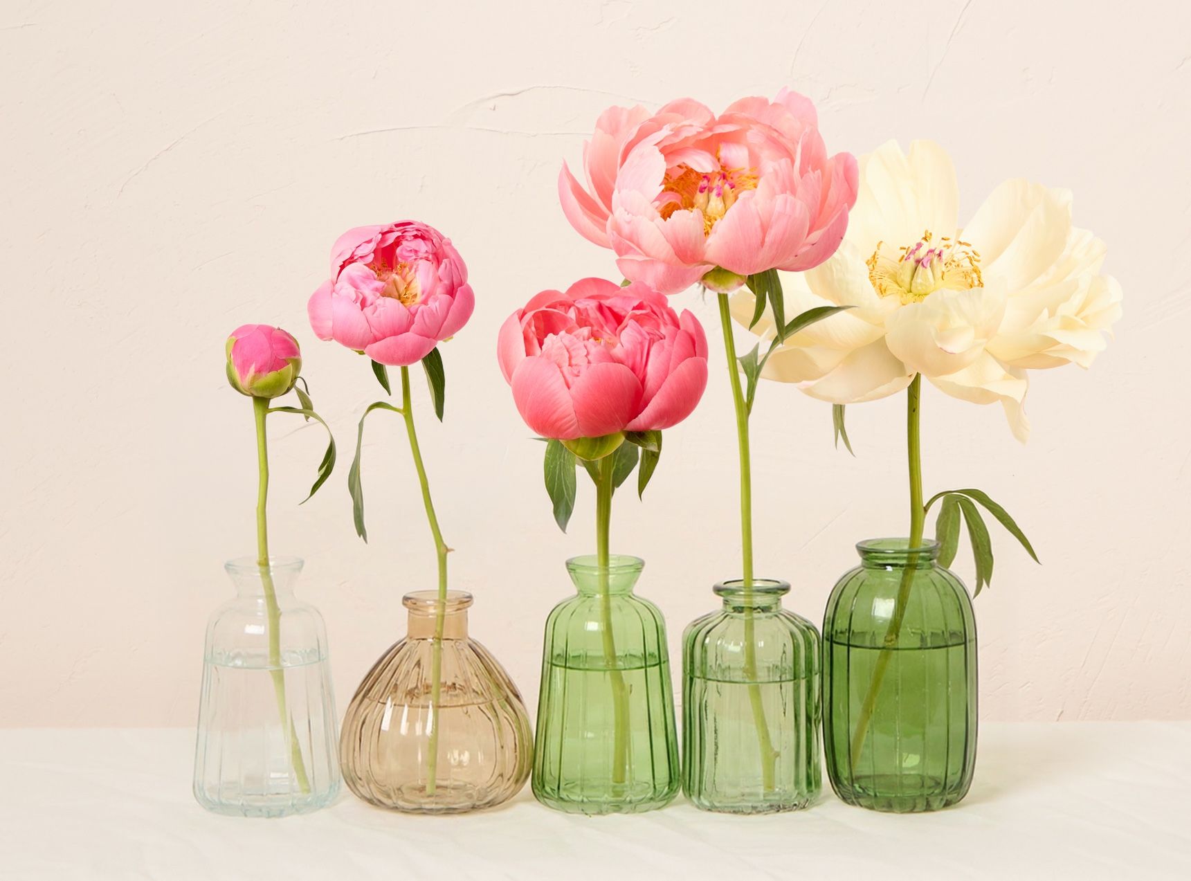 A selection of peonies in bud vases, going from bud to bloom