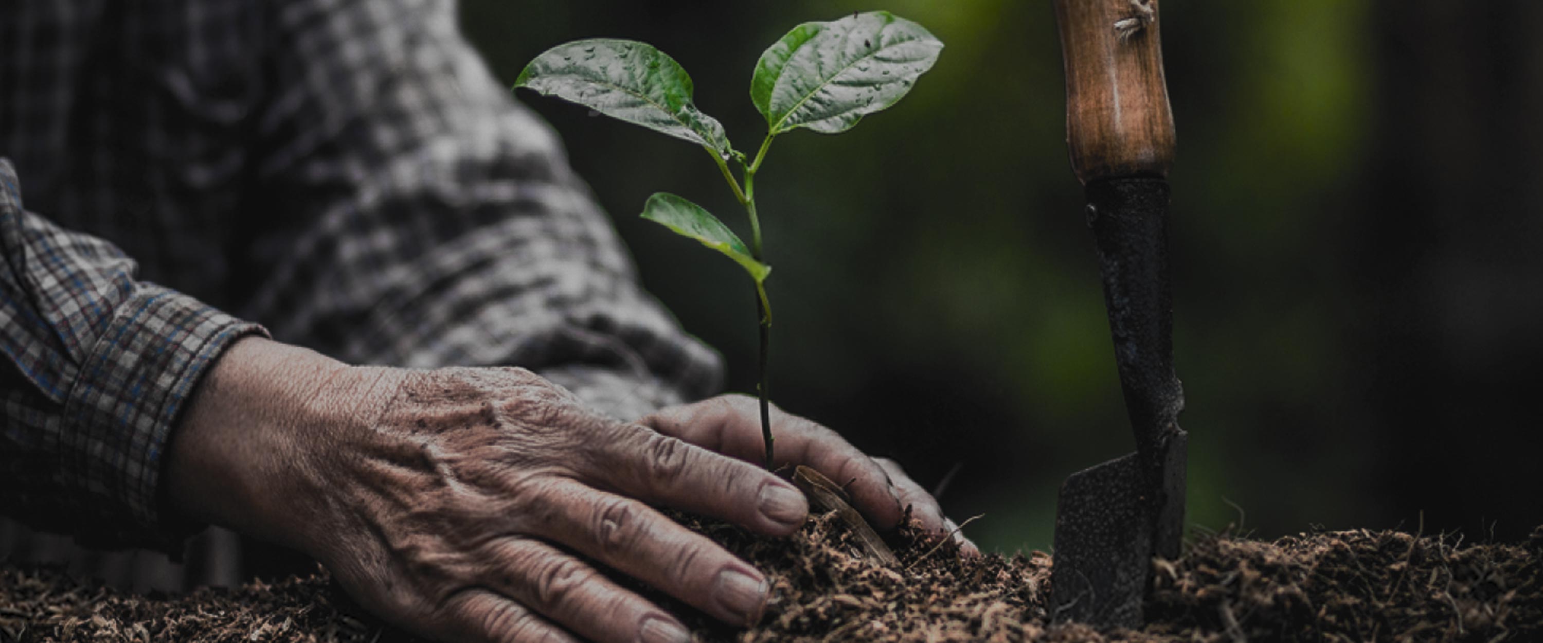 Trees Planted with all orders