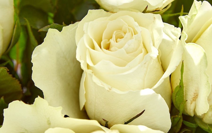 fairtrade_white_rose_a2aee377ed.jpg