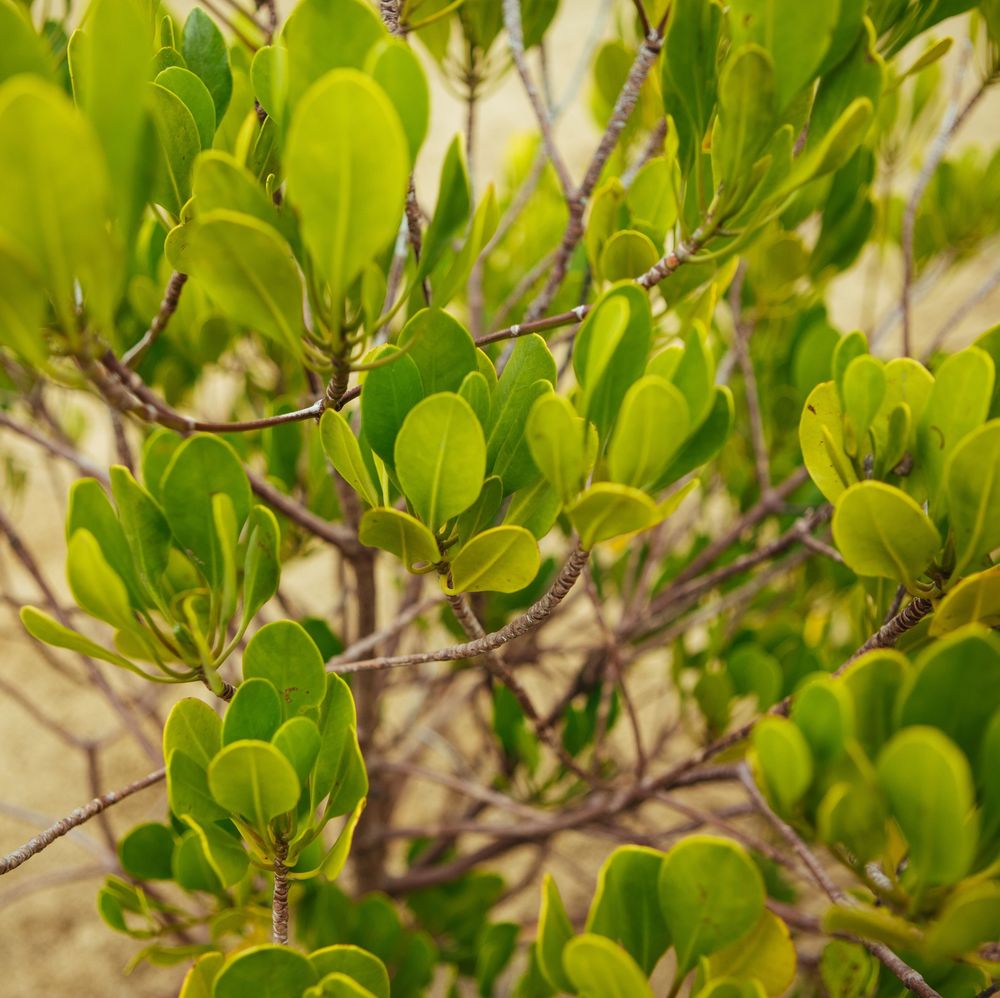 A close-up image of foliage on a Mangrove tree