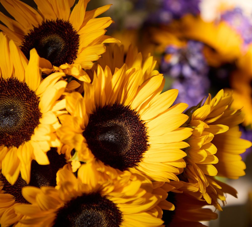 Mobile_Summer_26_Web_Banners.jpg