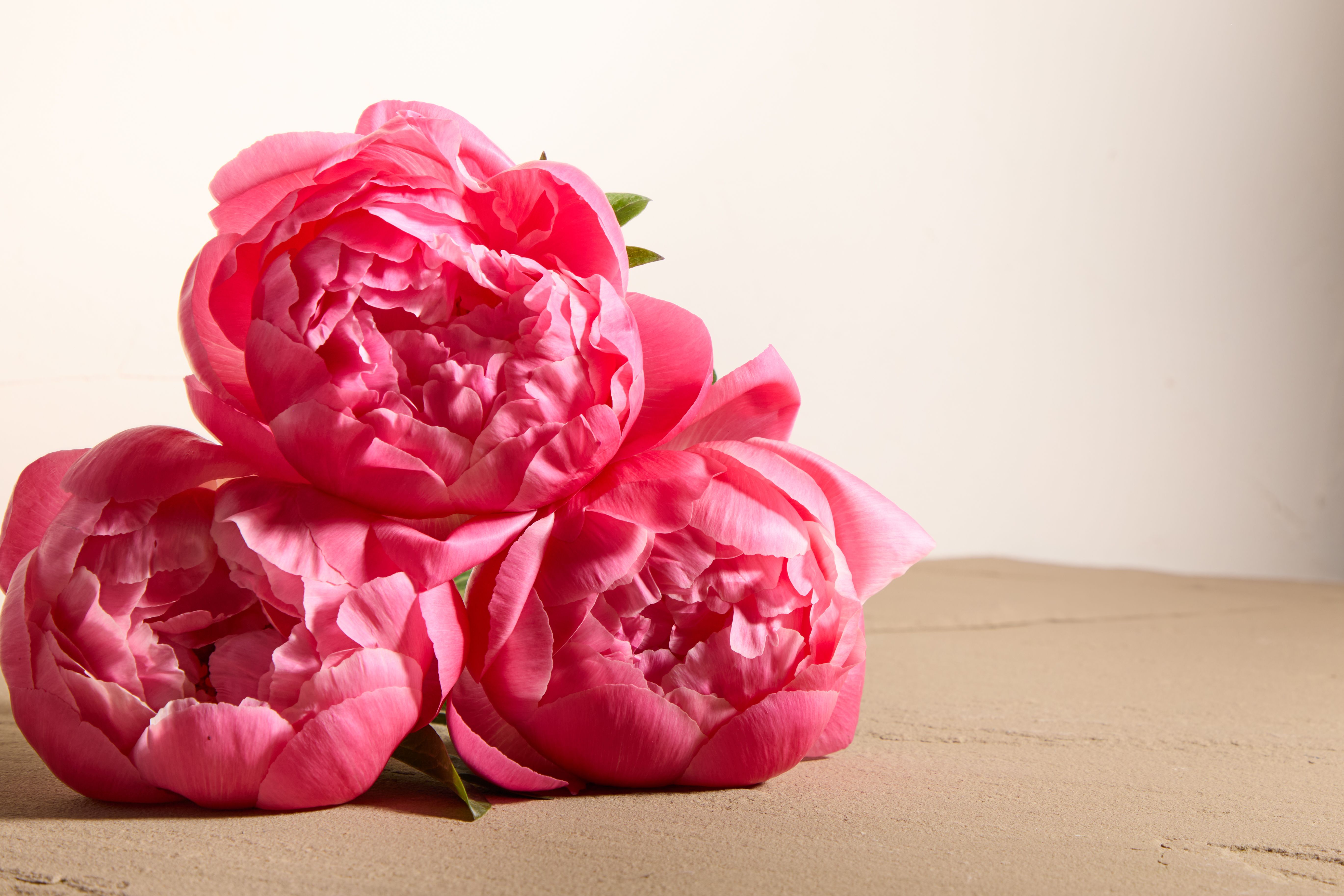 peony banners 1.jpg